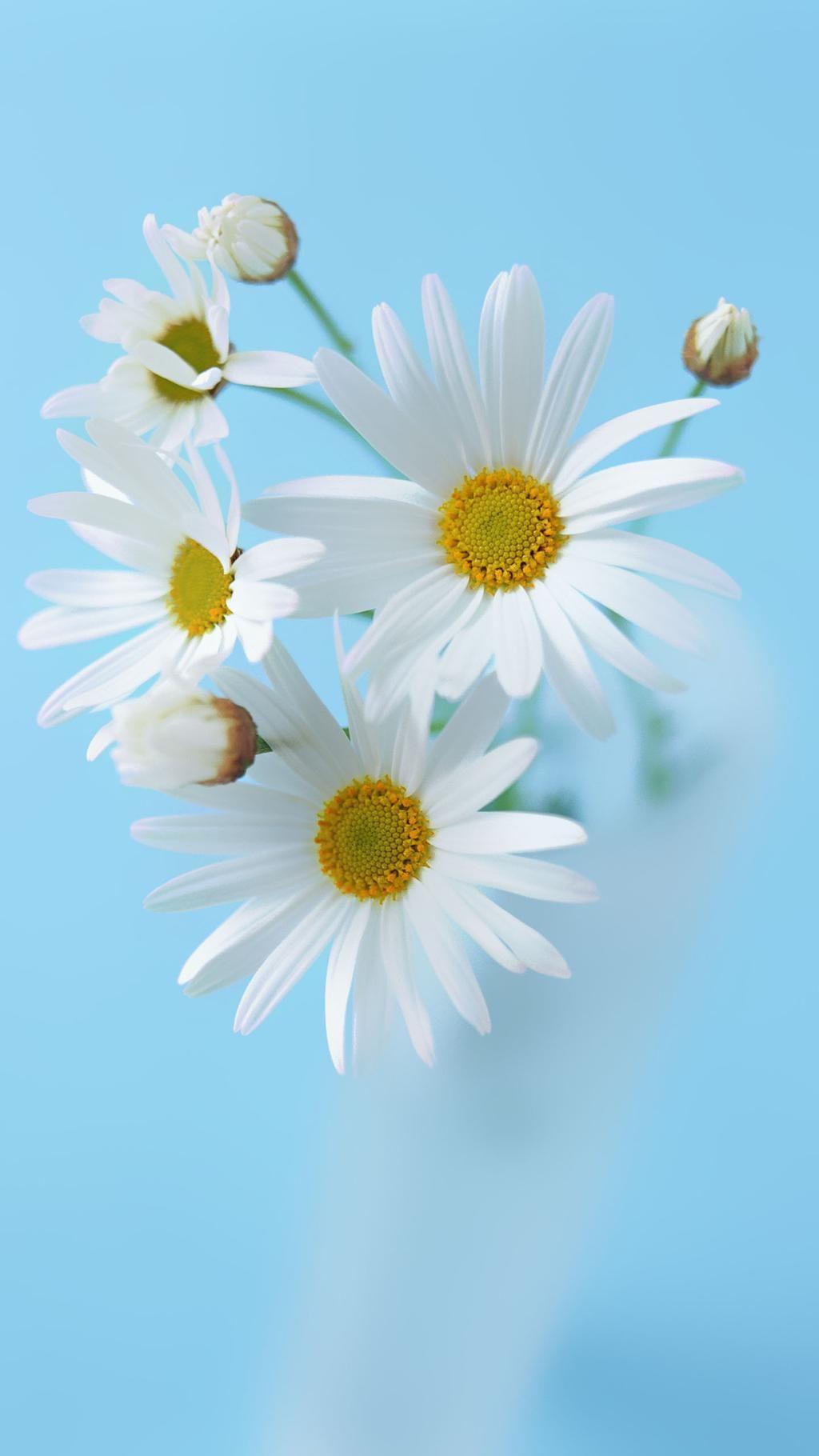 Free download Wallpapers Phones Backgrounds Daisies Wallpapers Phones  Wallpapers 500x750 for your Desktop Mobile  Tablet  Explore 47 Daisy  Phone Wallpaper  Daisy Duck Wallpaper Daisy Wallpaper Gerbera Daisy  Wallpaper