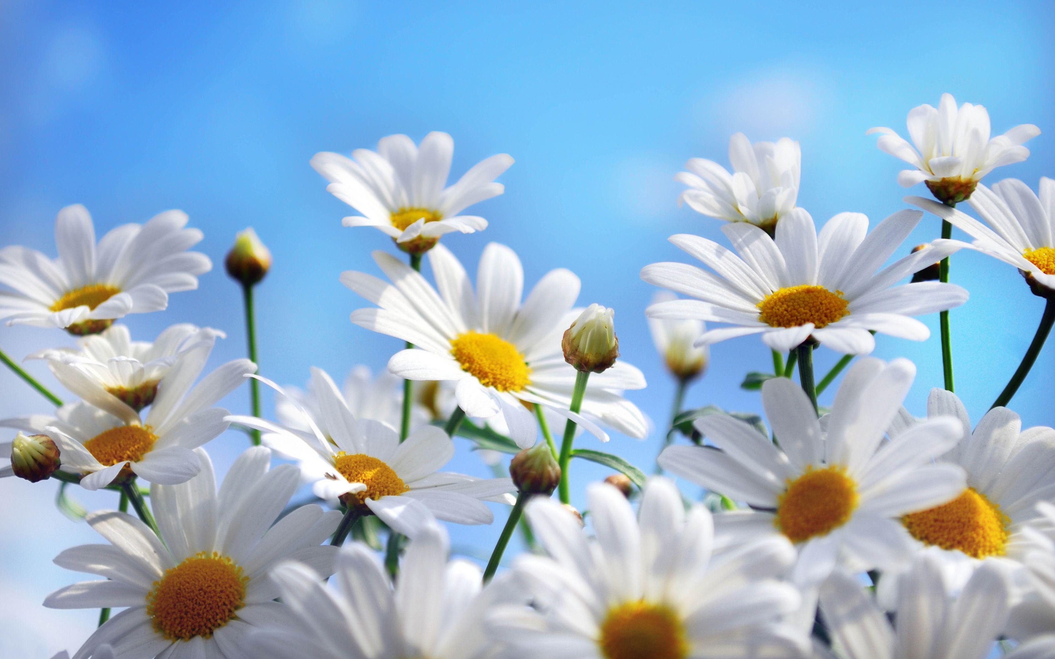 3360x2100 Cute Daisy High Quality #HYA57 (Mobile And Desktop) WP Gallery