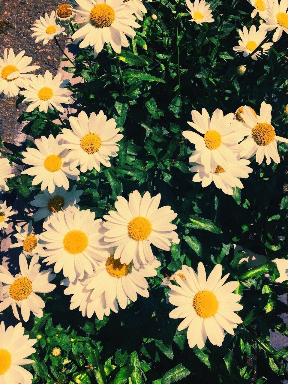960x1280 Hình nền hoa cúc dễ thương Daisy Hình nền, Hình nền iPhone - Dễ thương