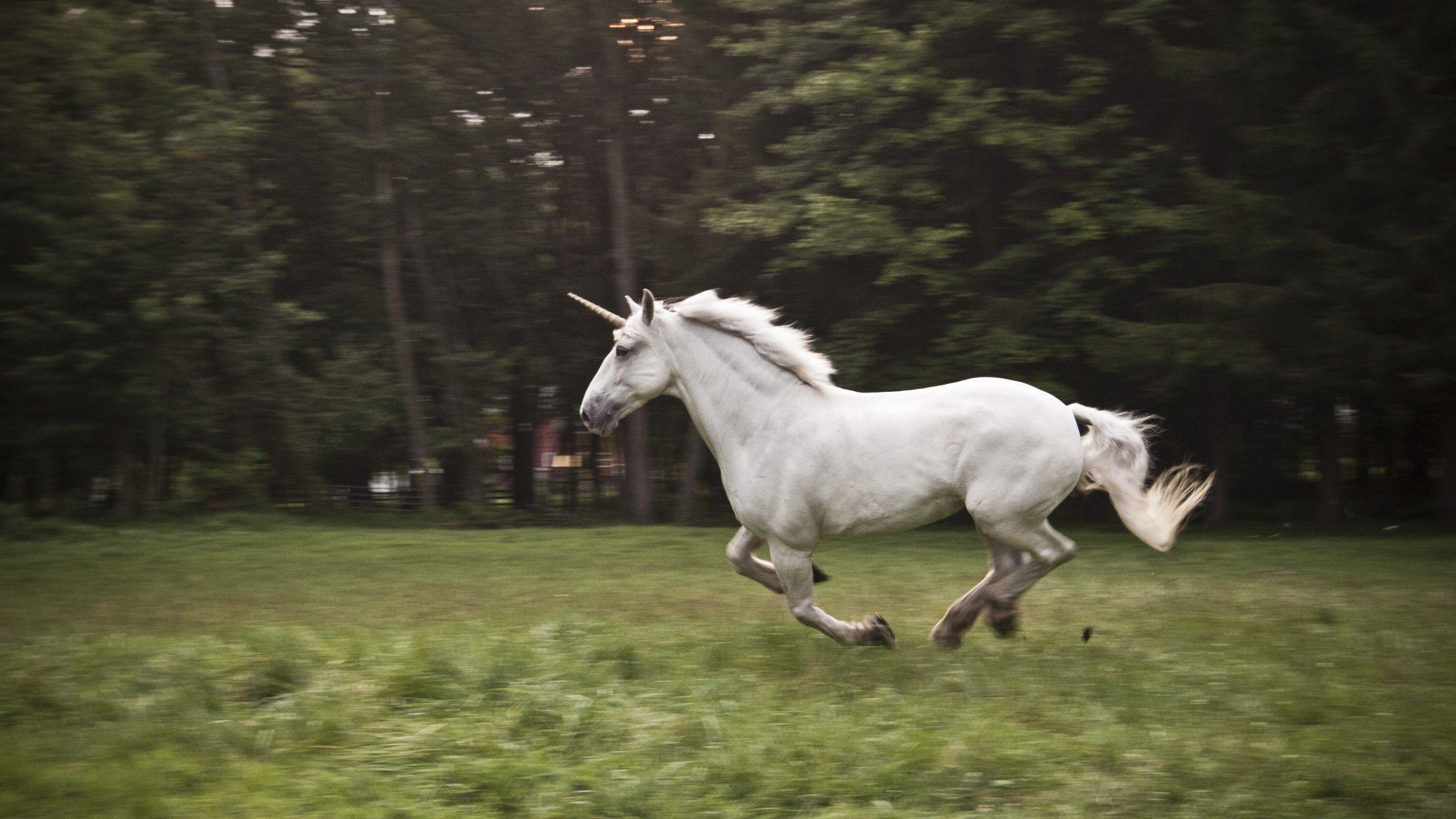 2560x1440 Wallpaper unicorn, horse, nature, white, Animals