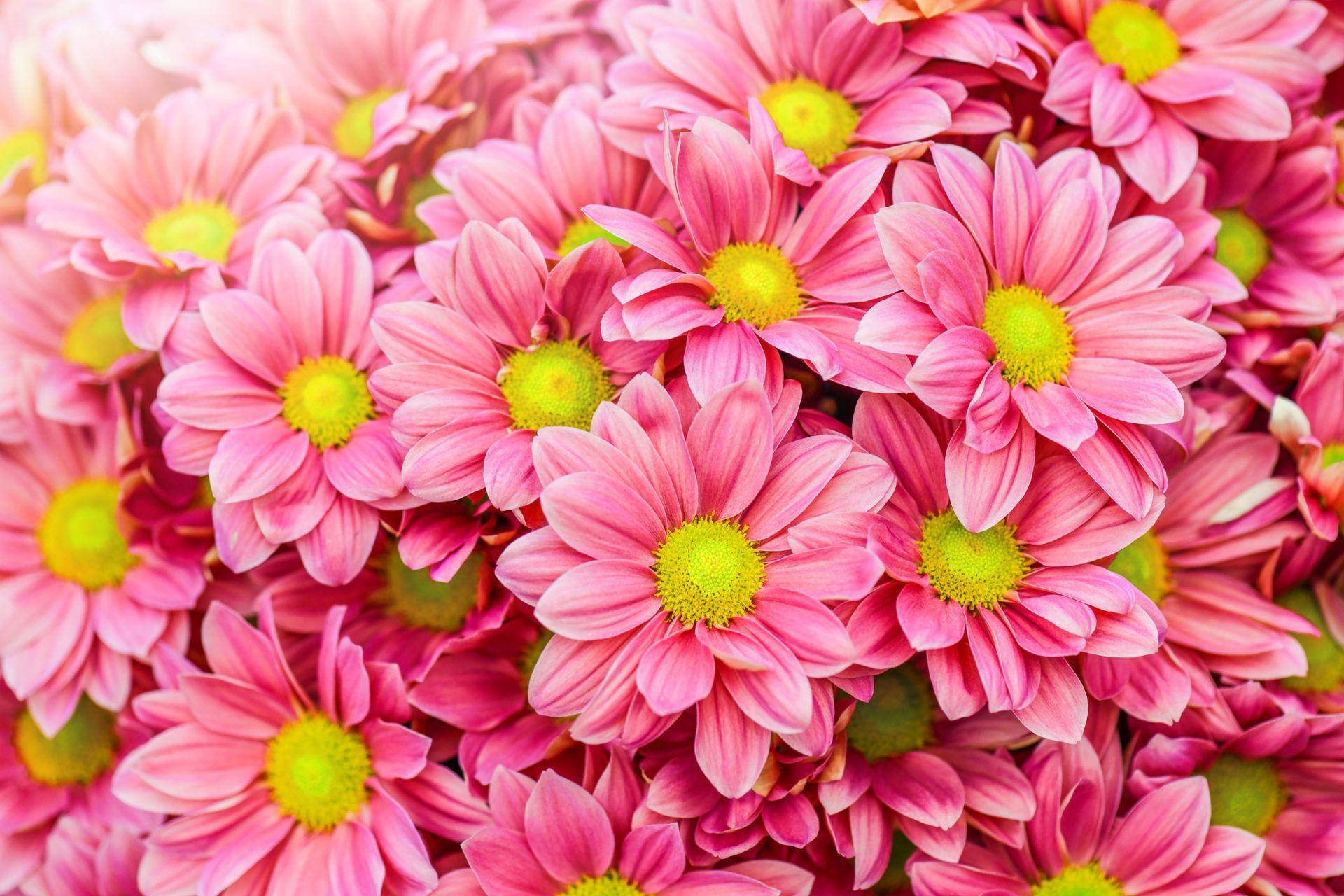 HD wallpaper Daisies Background pink flowers Cute Spring Daisy Many  pink color  Wallpaper Flare