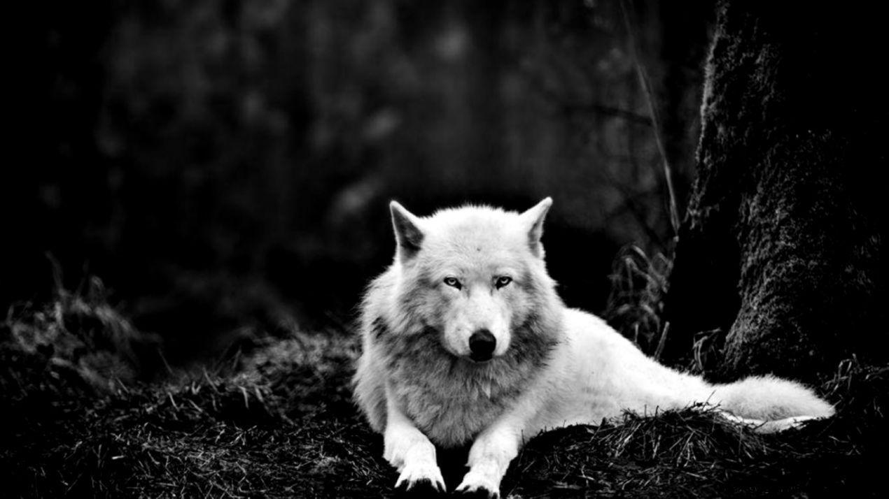 1270x714 Lone Wolf Wallpaper