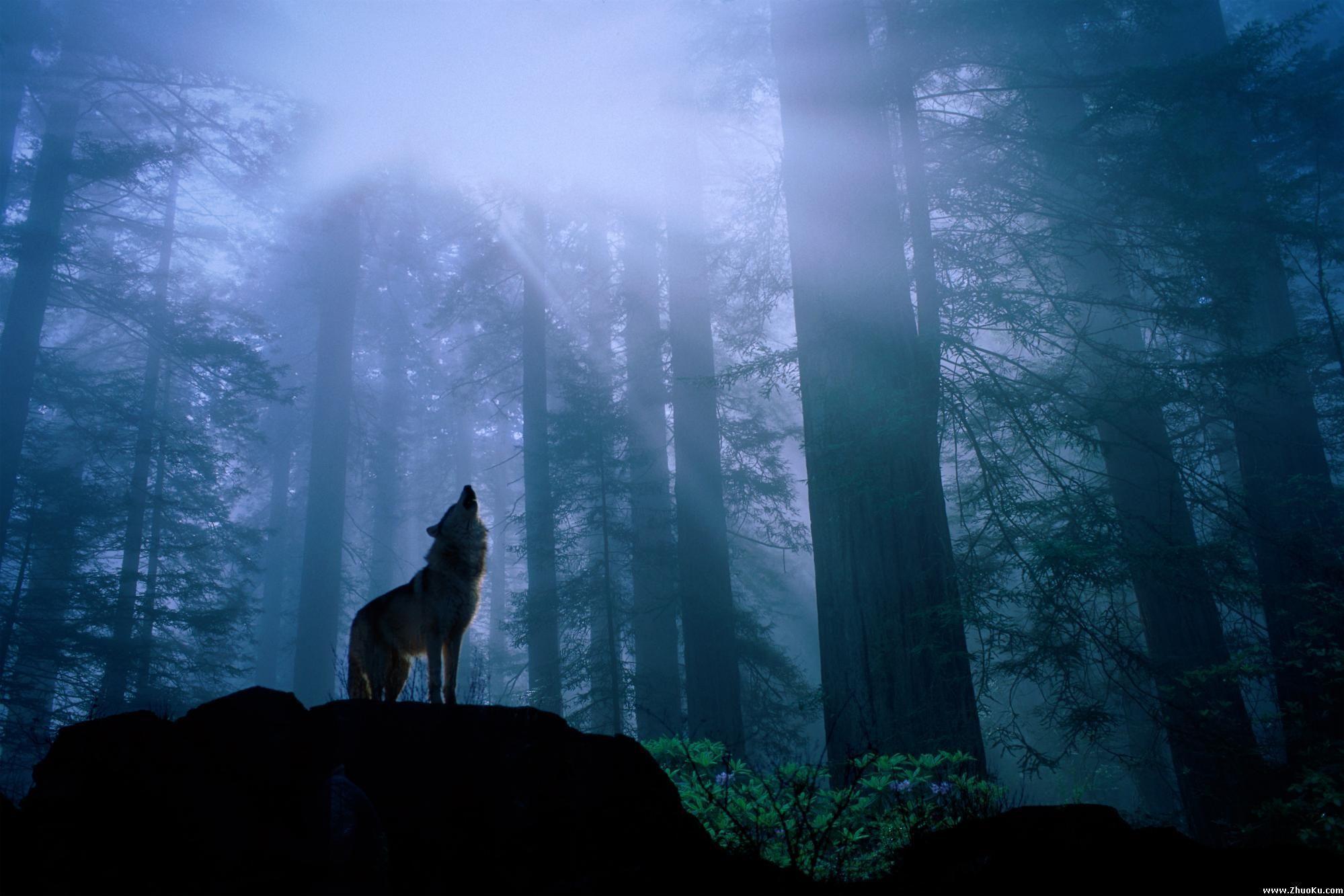 1999x1333 The Path Of The Lone Wolf * Shamanism. Wolf, Lone wolf and Poem