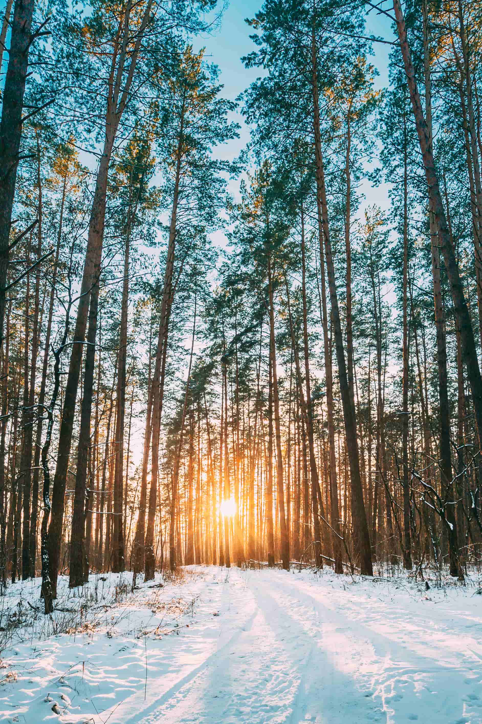 1884x2826 Phone Wallpaper HD Nature