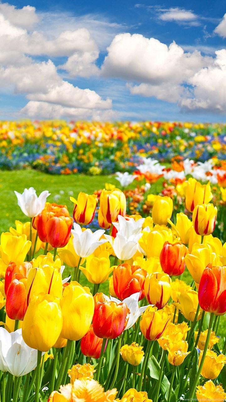 720x1280 Best Nature Mobile HD Wallpaper