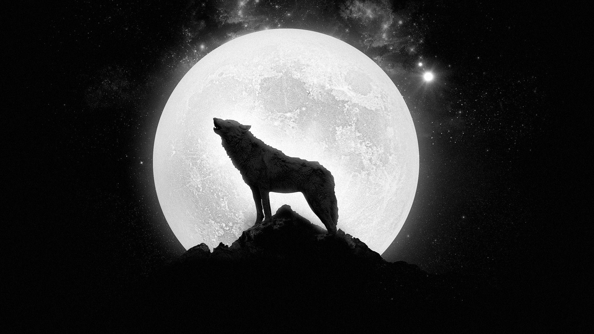 1920x1080 Lone Wolf Pics