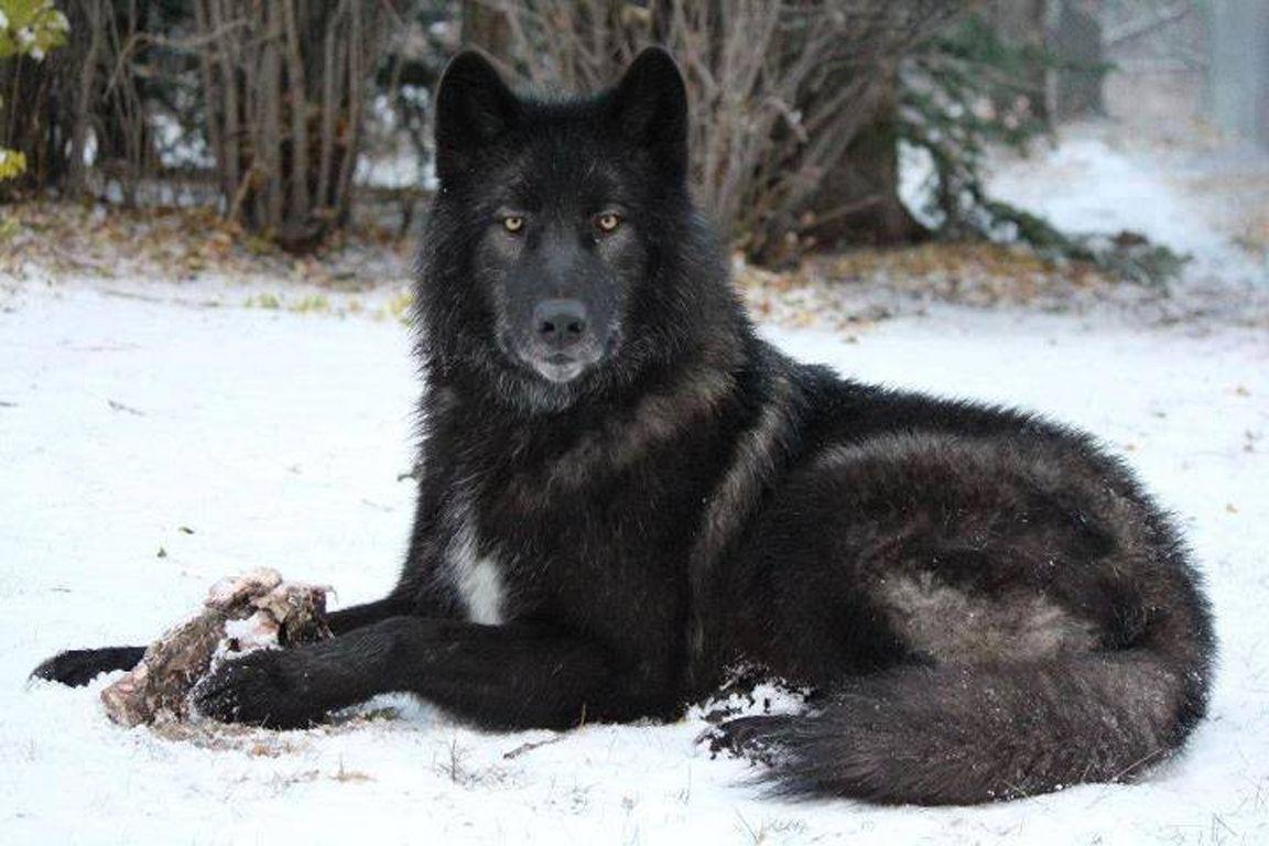 1152x768 Lone Wolf Wallpaper Group (66)