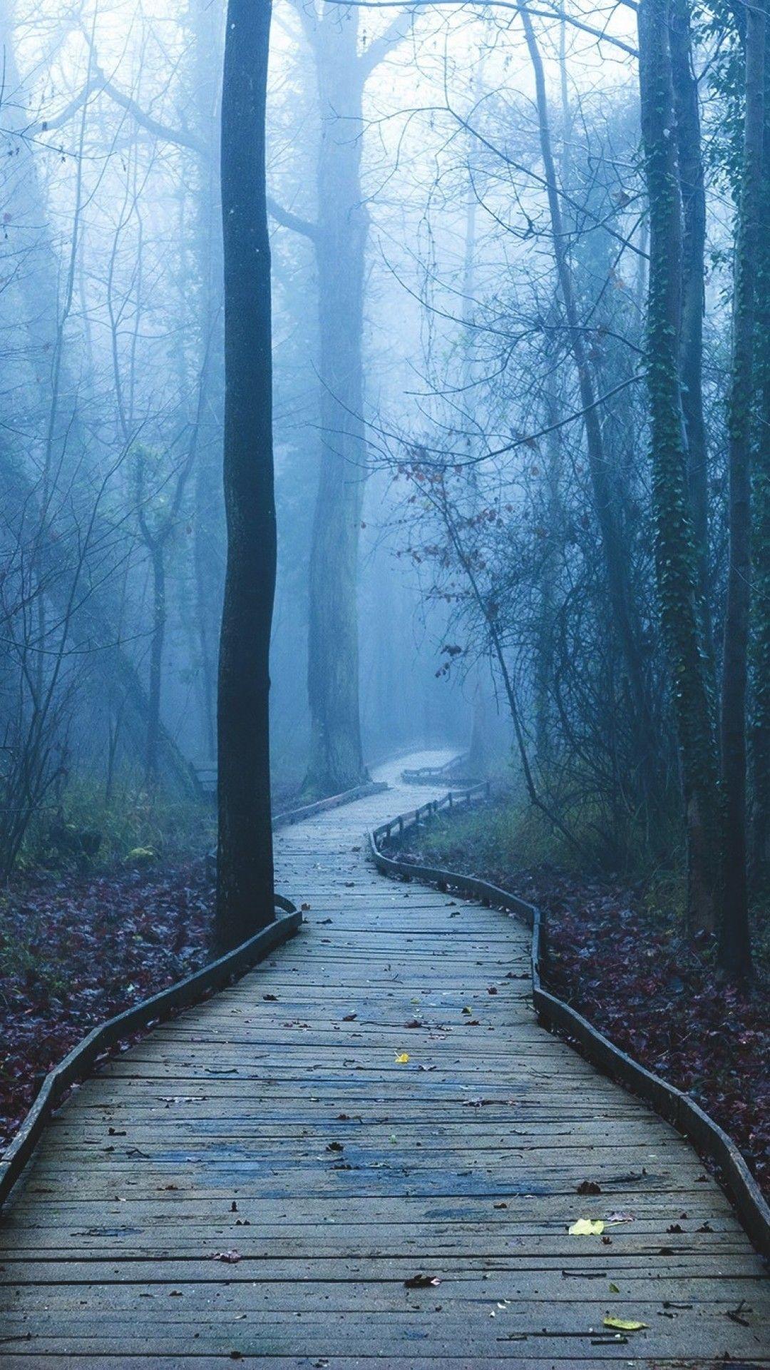 1080x1920 Dark Forest iPhone Wallpaper