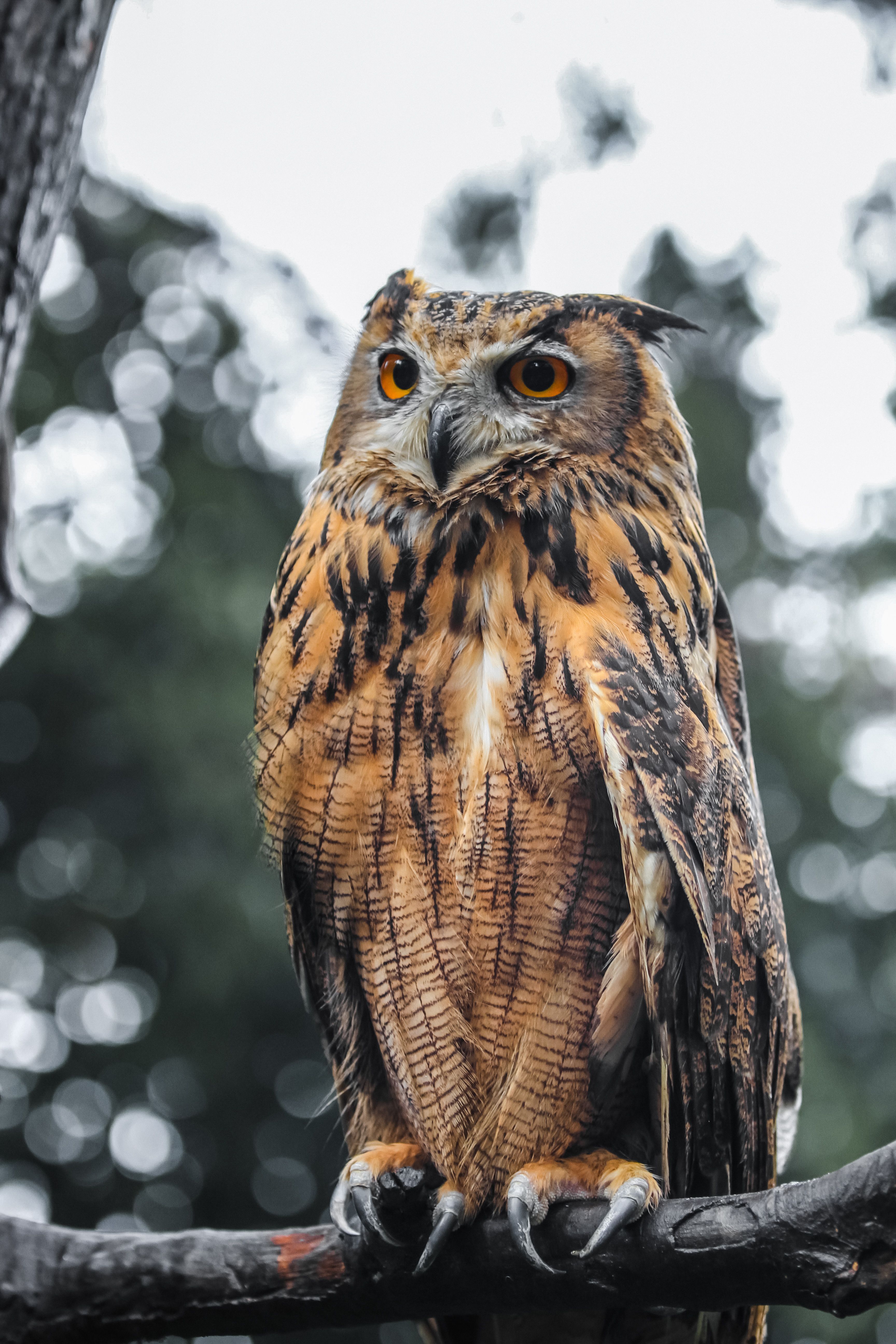 3456x5184 Proud eagle owl sitting on tree branch · Free
