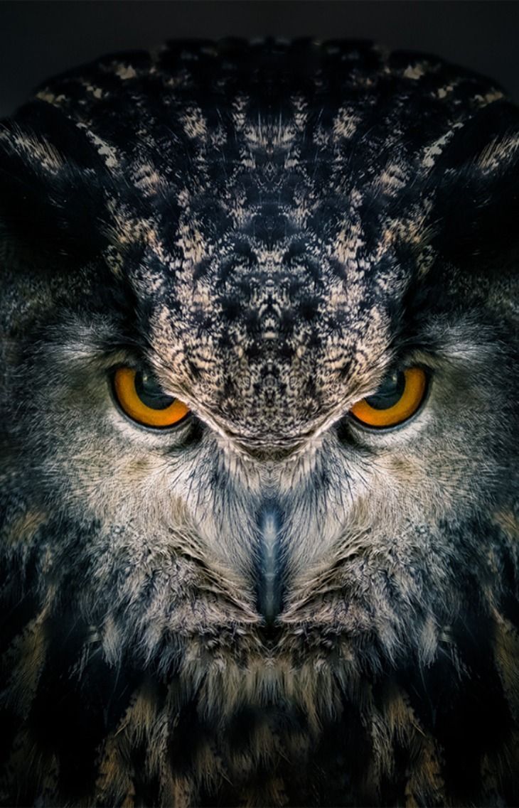 730x1137 Awakening (Preview). Sibirischer Uhu Eagle Owl ( Bubo Bubo )