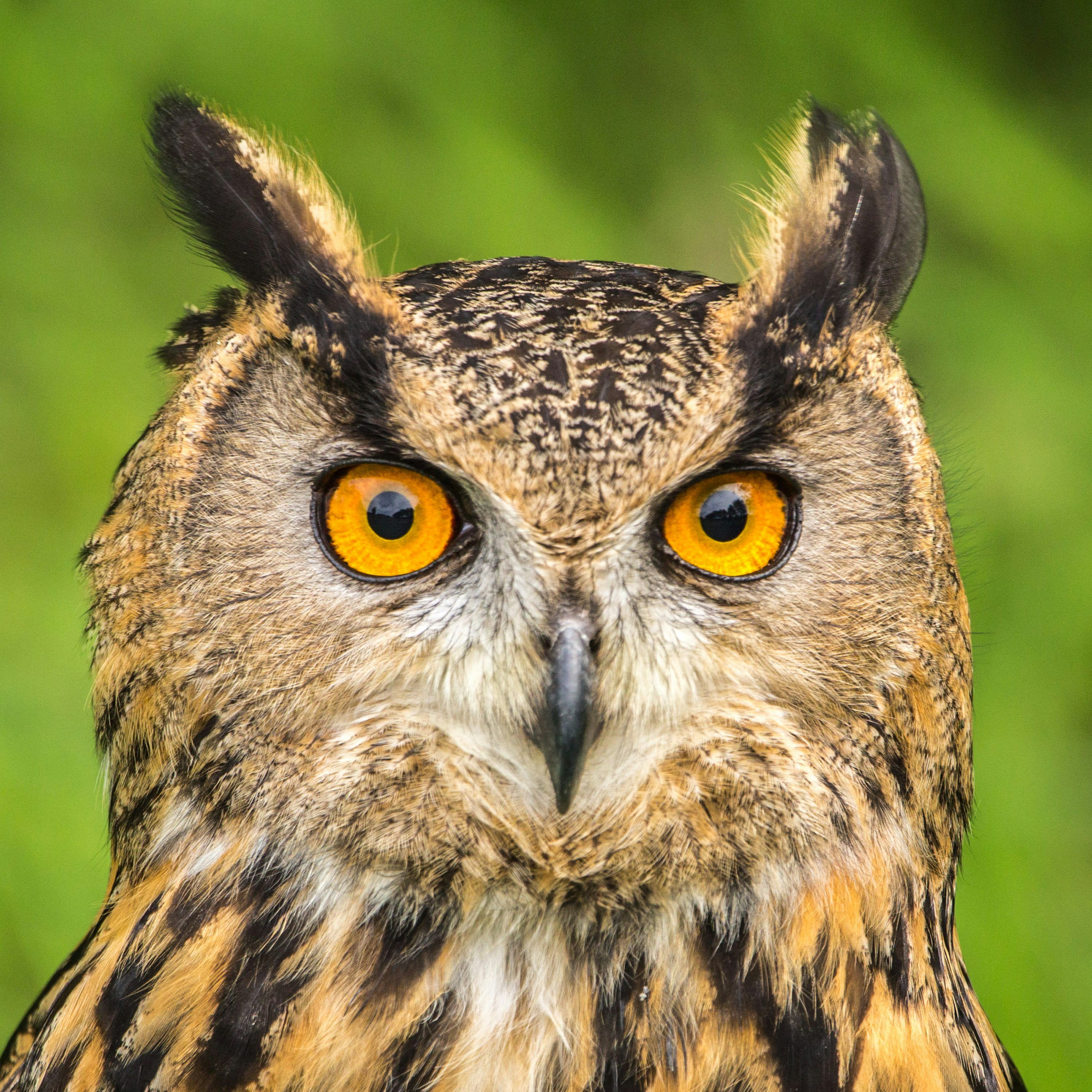3000x3000 Selective Focus Photography Of Eurasian Eagle Owl During Daytime Photo