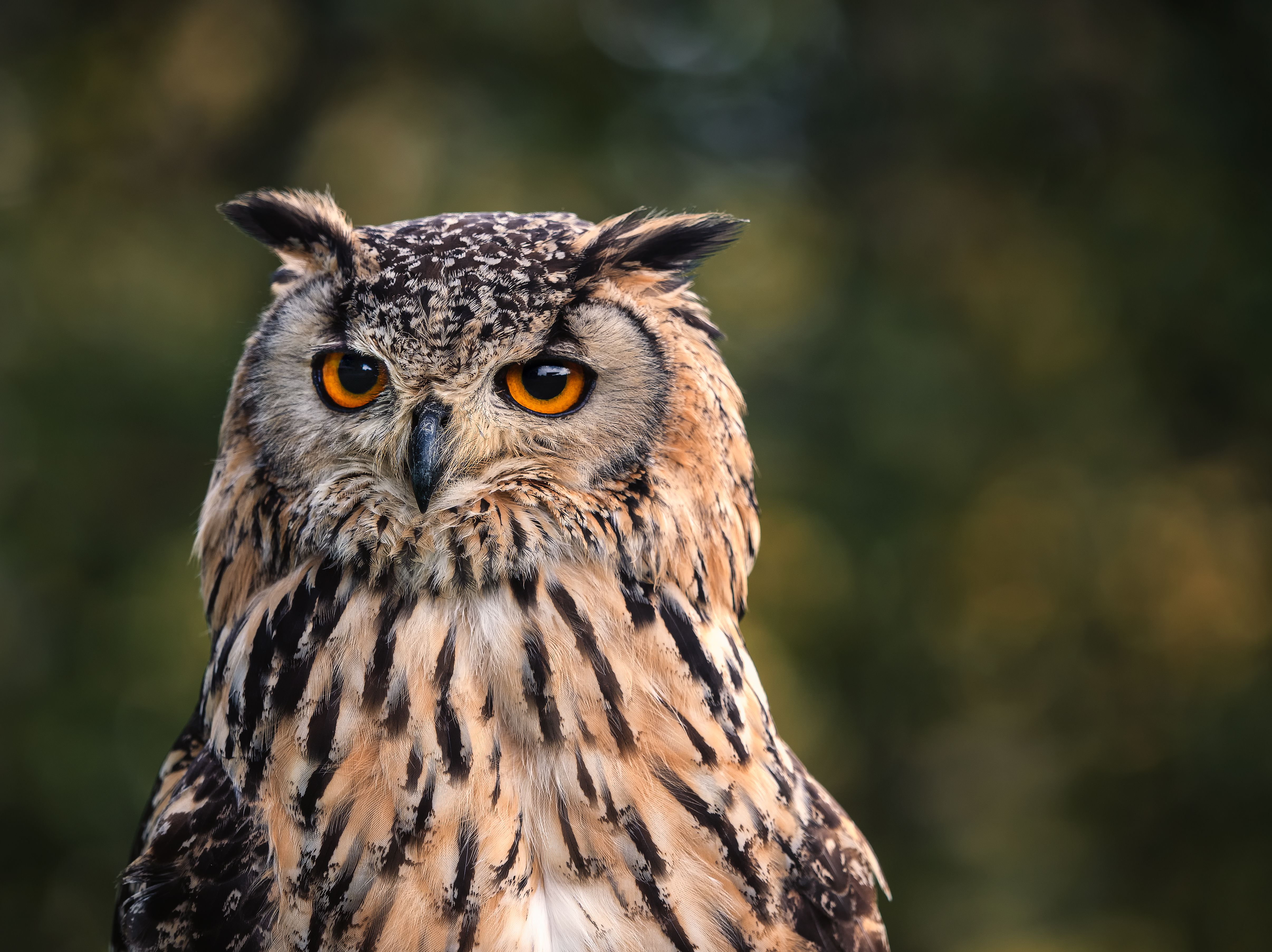 4822x3609 Eurasian Eagle Owl Bird · Free