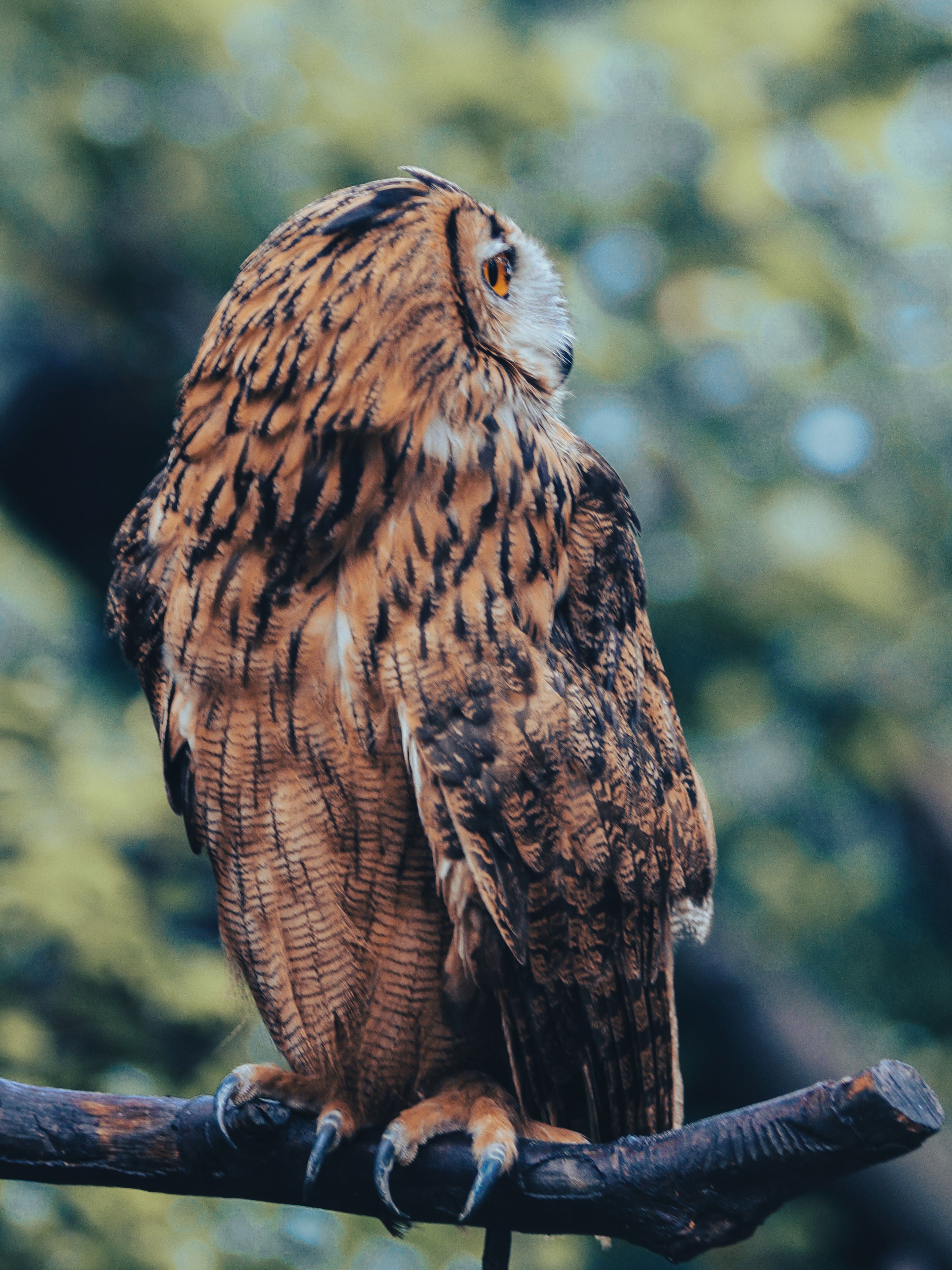 2892x3856 Close Up Of Eurasian Eagle Owl · Free