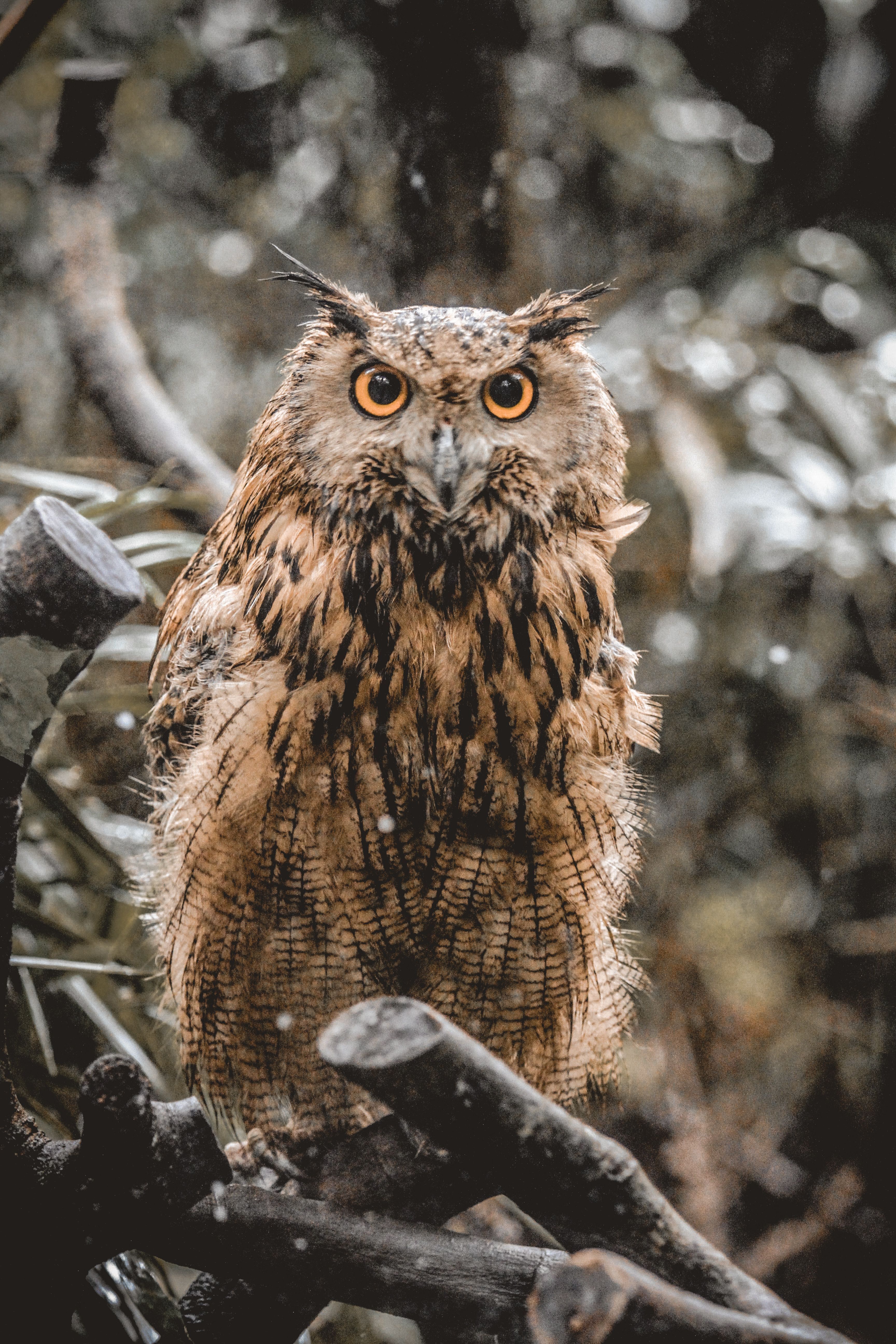 3456x5184 Attentive eagle owl sitting on tree branch · Free