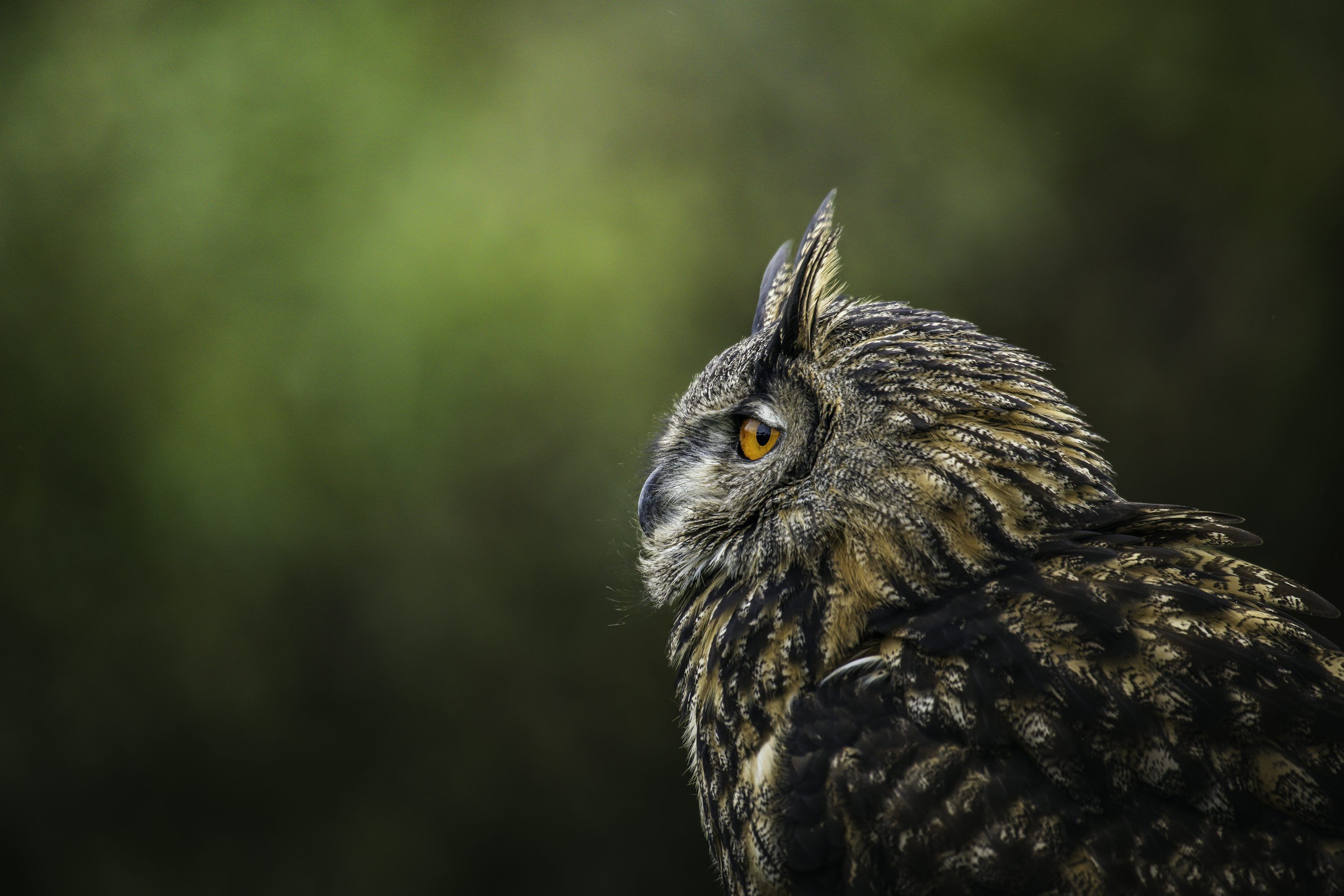 3000x2000 A close up of an owl with a blurry background photo
