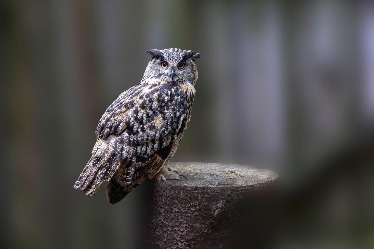 1280x853 Eurasian Eagle Owl Bubo Birds