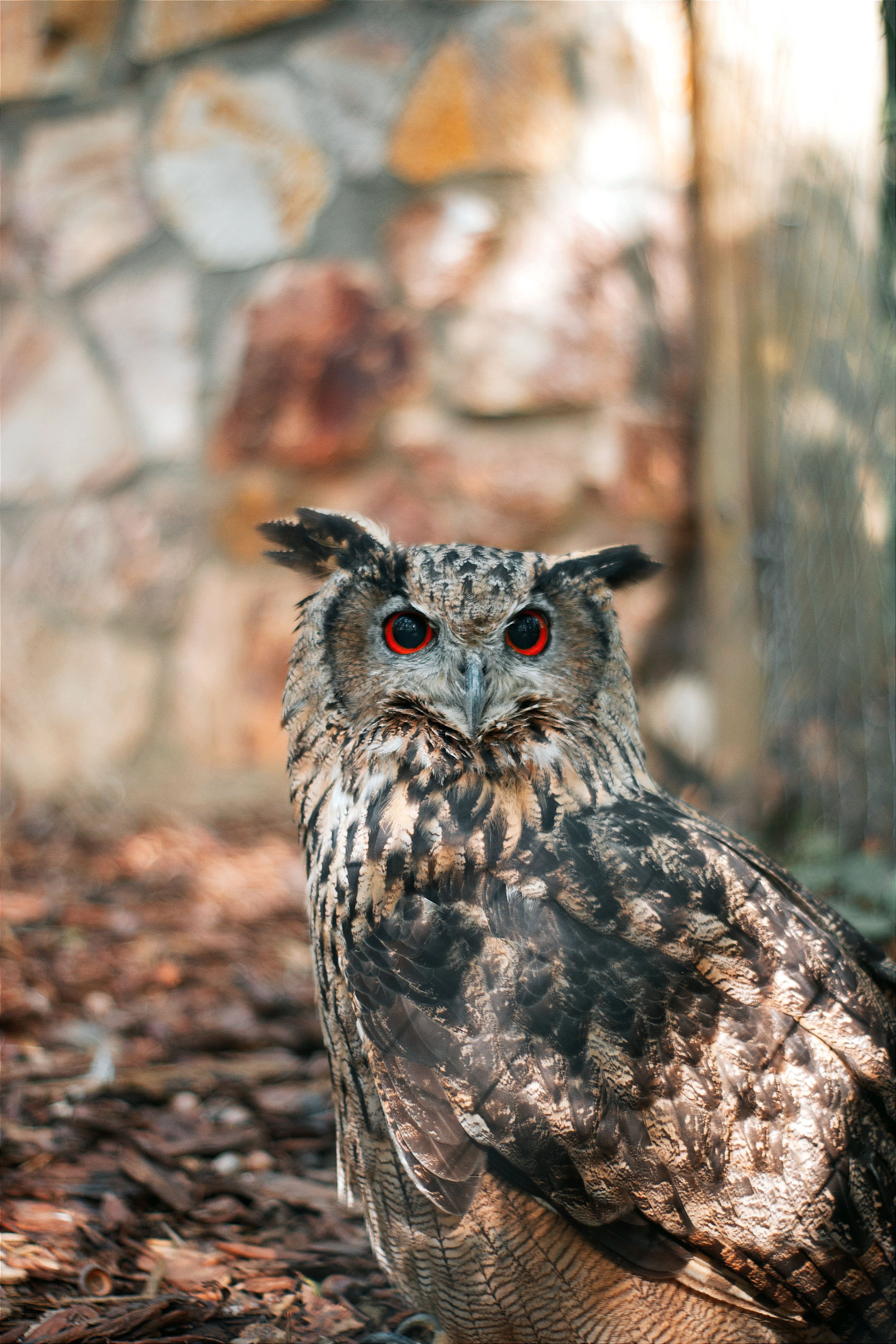 3072x4608 An Eurasian Eagle Owl Sitting On The Ground · Free