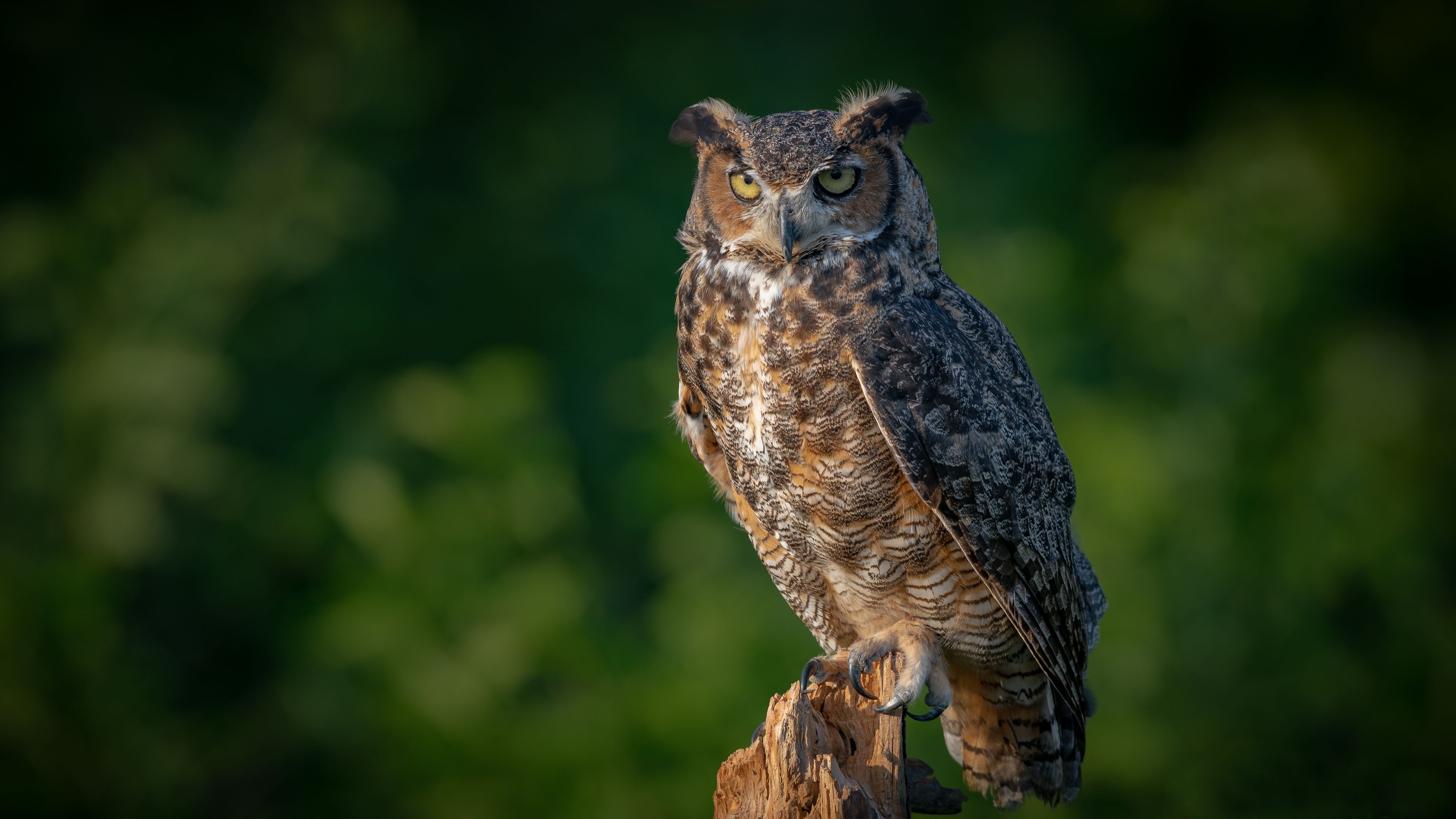3840x2160 Download Bird Eurasian Eagle Owl Animal Owl 4k Ultra HD Wallpaperx2160