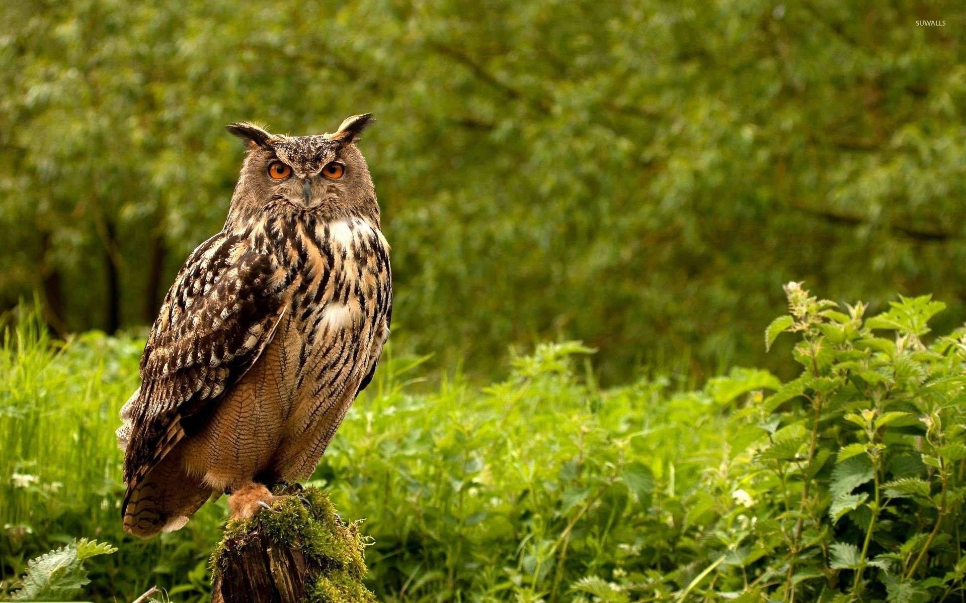 1920x1200 Download Owl Wallpaper