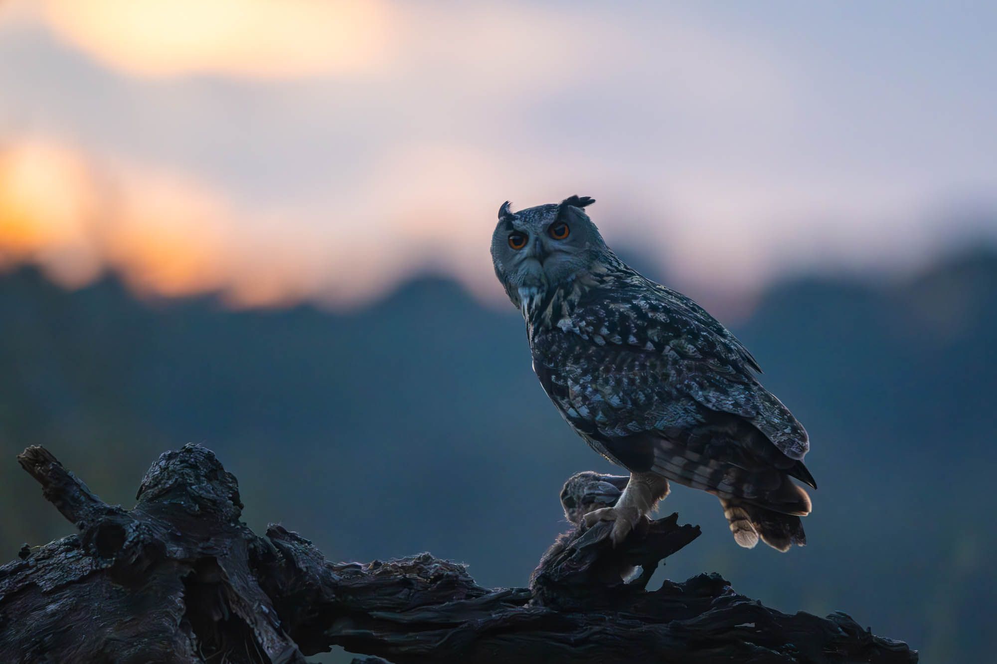2000x1333 Eagle Owl Hide