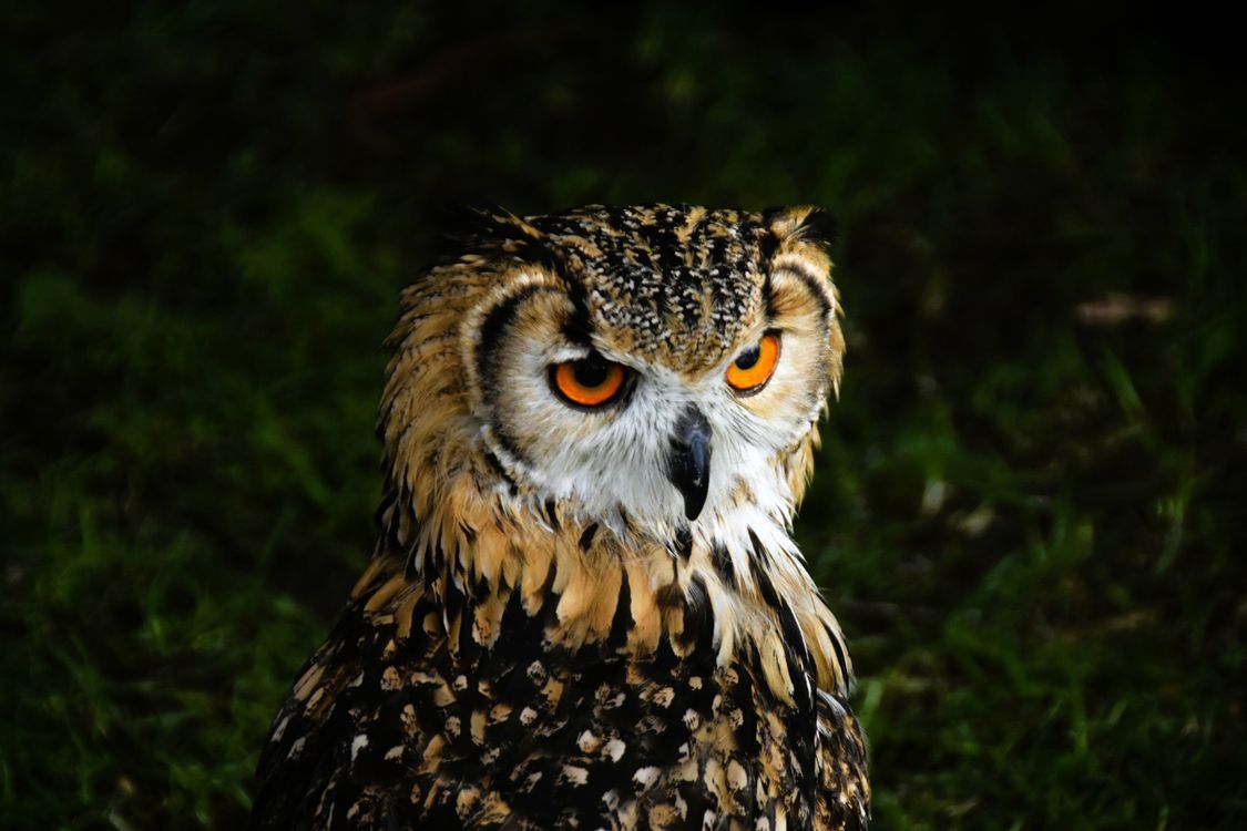 1125x750 Eurasian Eagle Owl with Intense Orange Eyes · Free