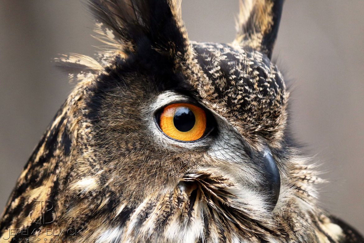 1170x780 Alabama Wildlife Center. Eurasian Eagle Owl