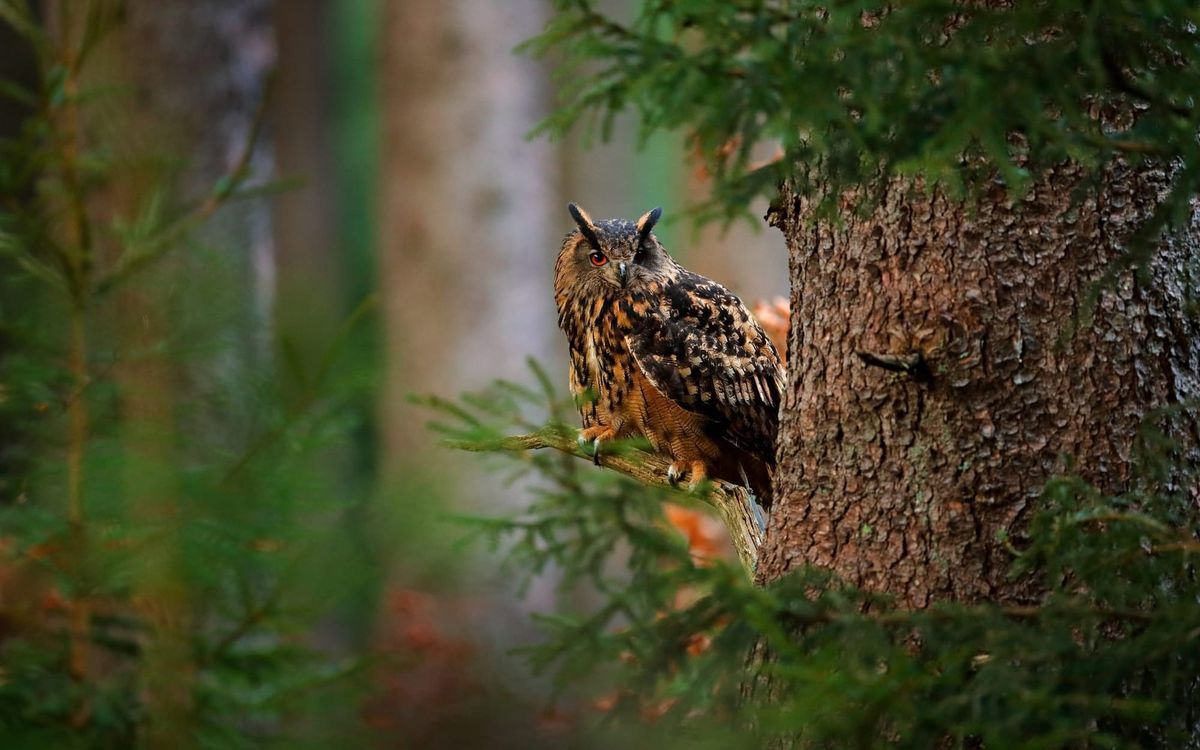 1200x750 The Eagle Owl has landed