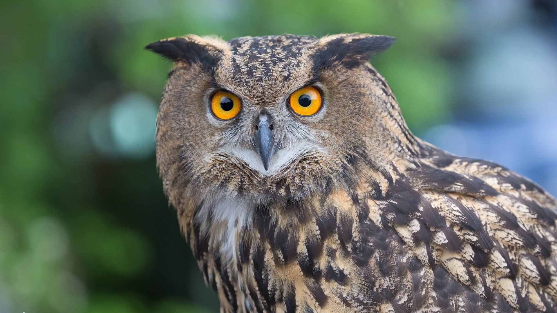 1920x1080 Download Bird Eurasian Eagle Owl Animal Owl 4k Ultra HD Wallpaper By Mitch Vanbeekumx2160