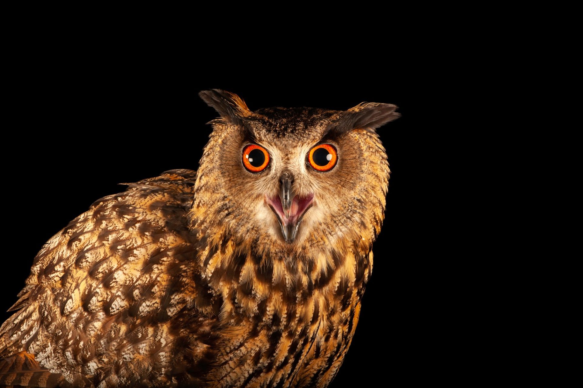 1920x1277 Eurasian Eagle Owl (Bubo bubo)