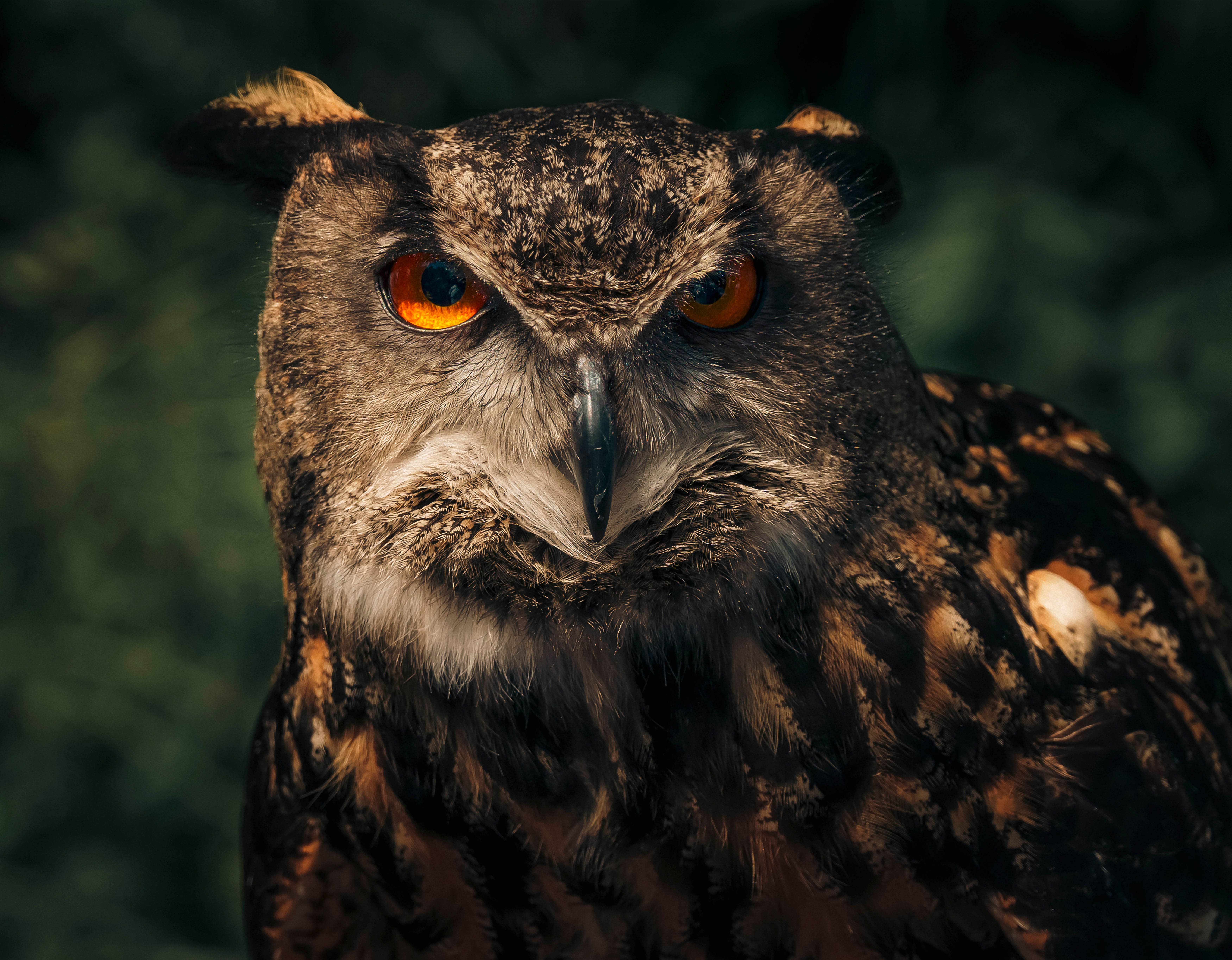 7000x5455 Close Up Of A Eurasian Eagle Owl · Free