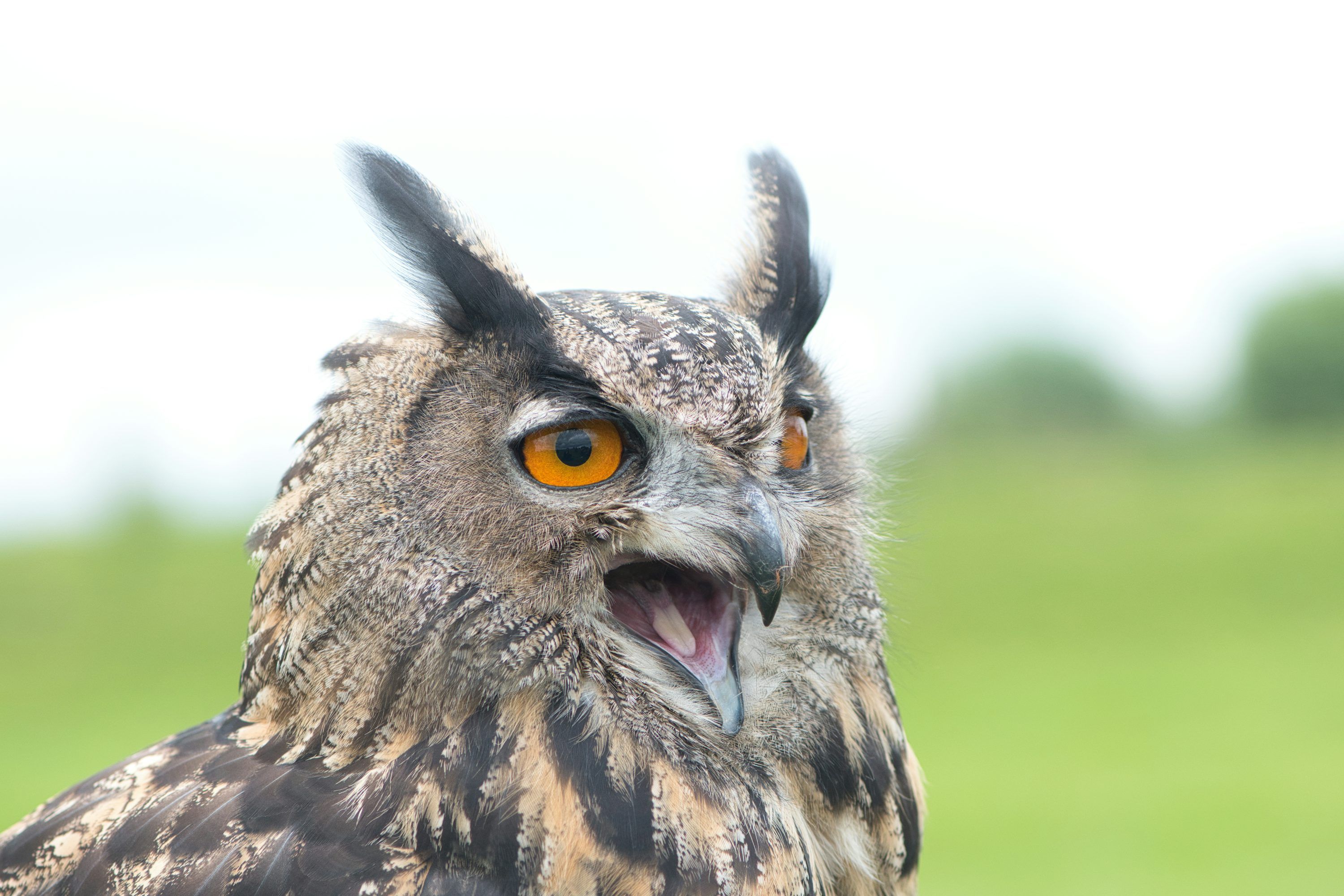 3000x2000 An owl with open beak looks intently. photo