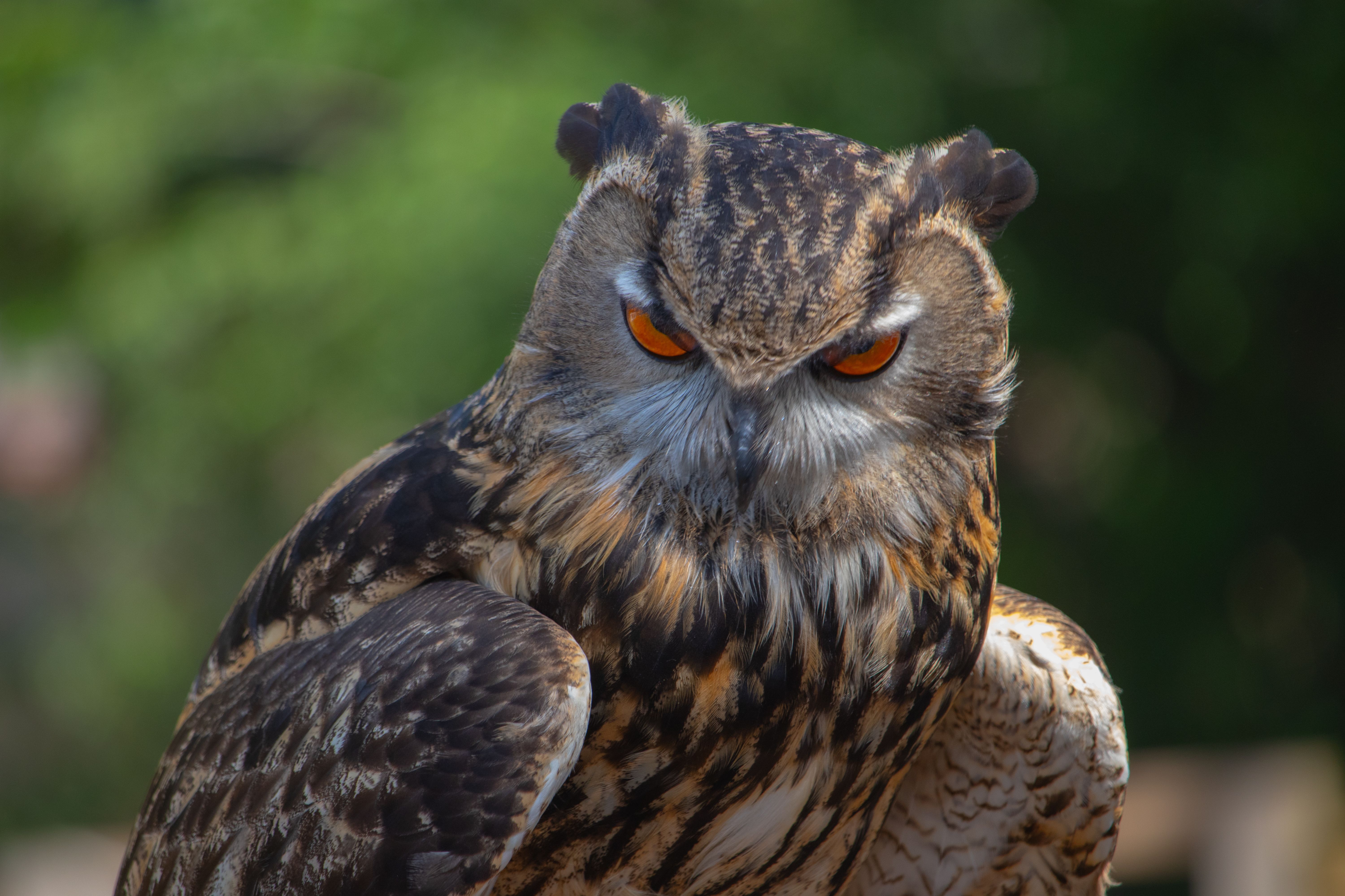 6000x4000 Close Up Of Eurasian Eagle Owl Outdoors · Free
