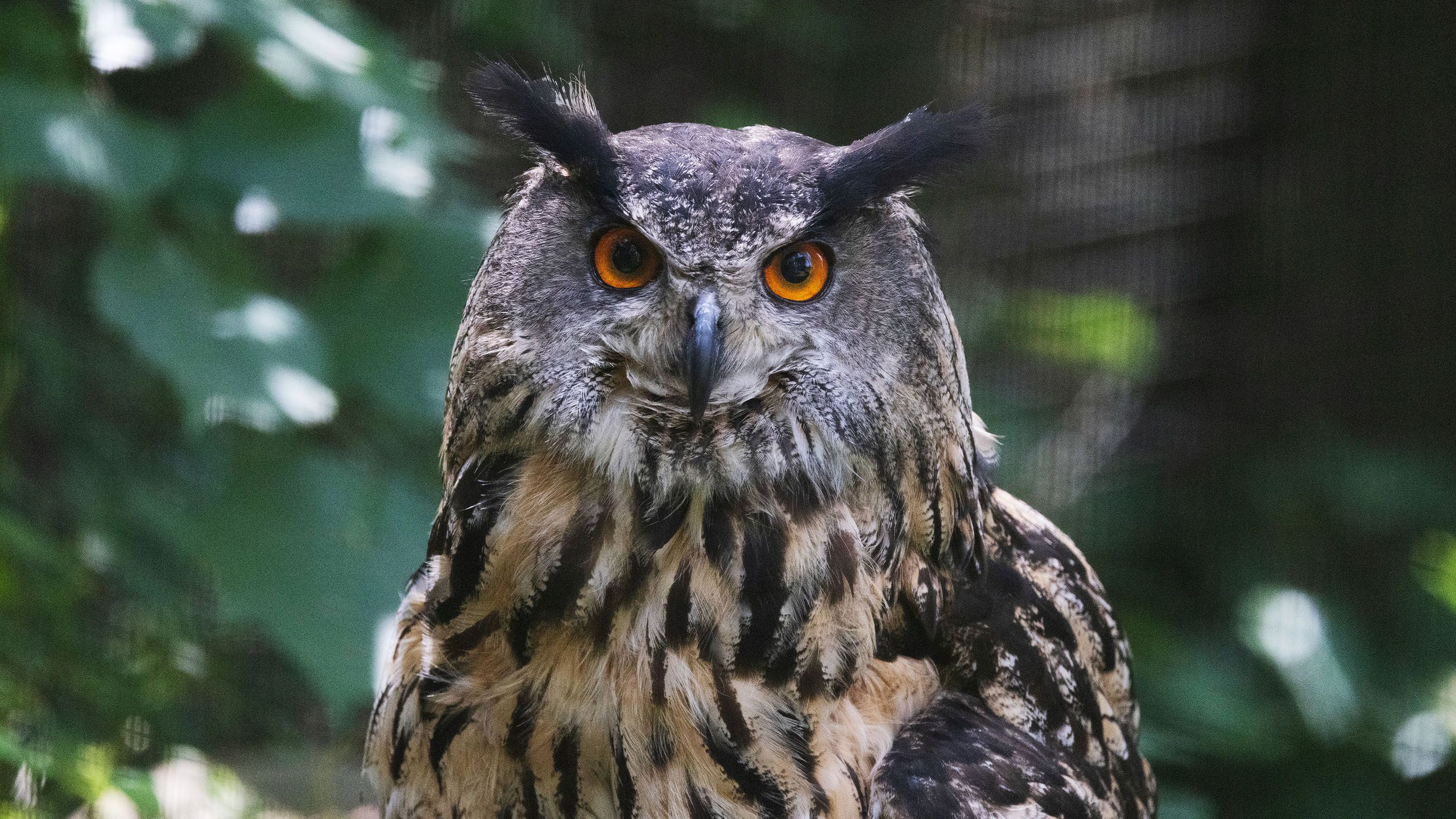 2560x1440 Eurasian eagle owl