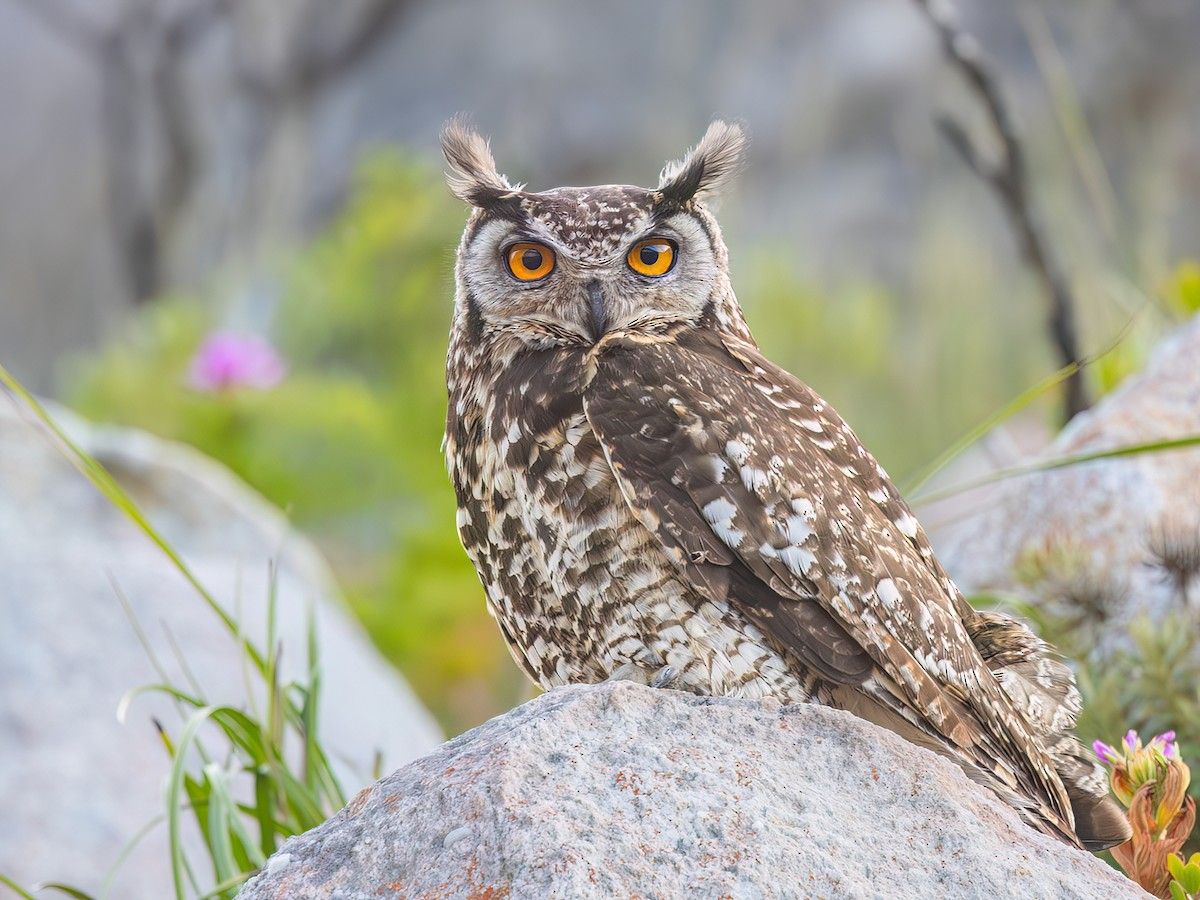 1200x900 Cape Eagle Owl Capensis Of The World