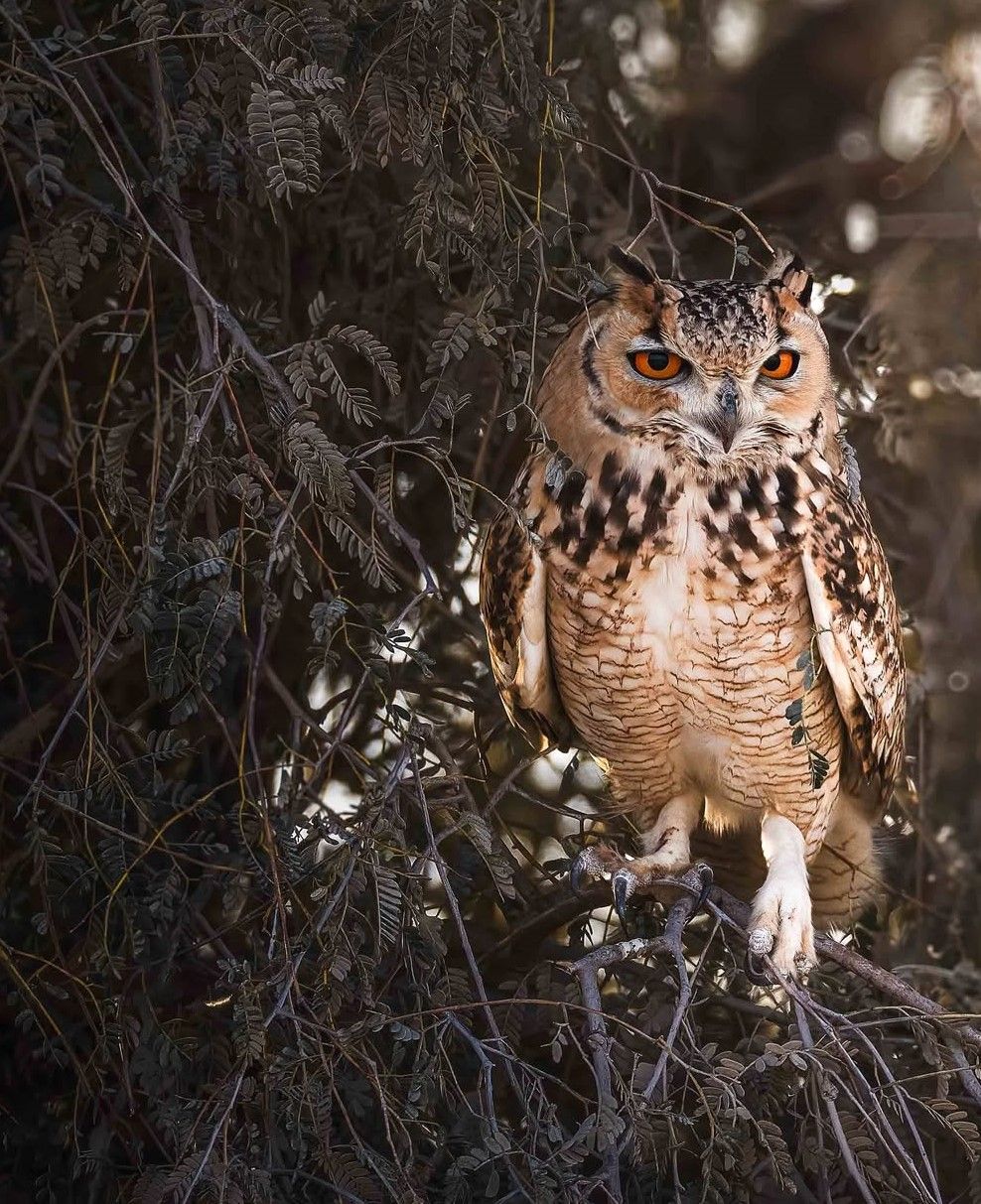988x1213 Pharaoh eagle owl surveys its domain
