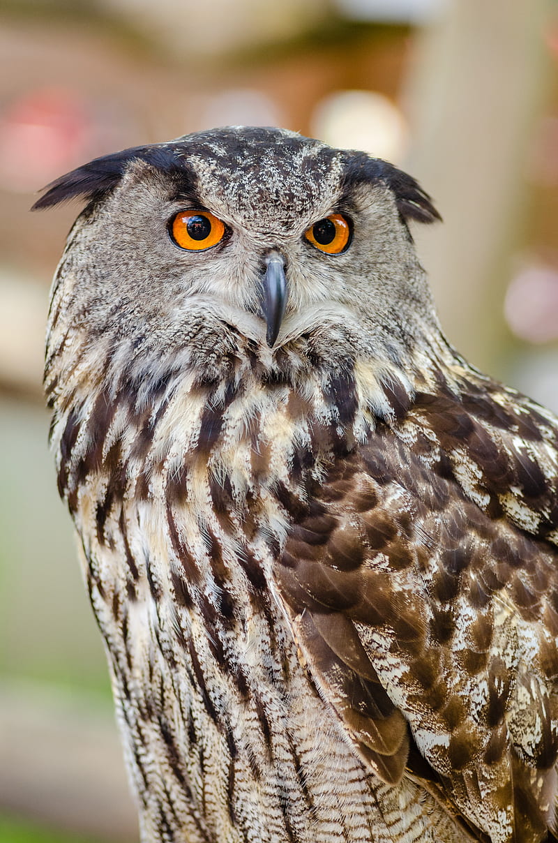 800x1208 HD eurasian eagle owl wallpaper