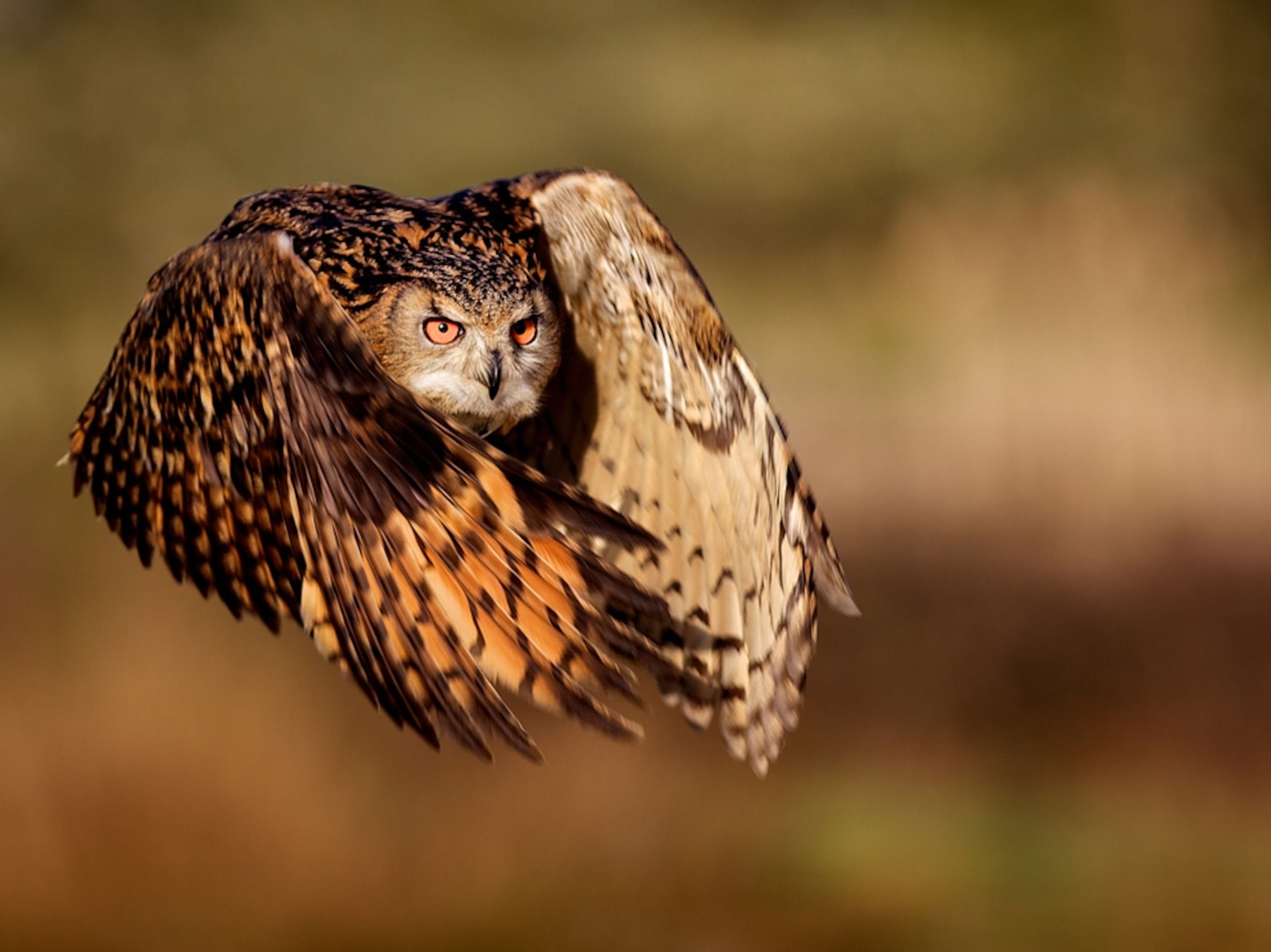 3072x2302 Eagle Owl