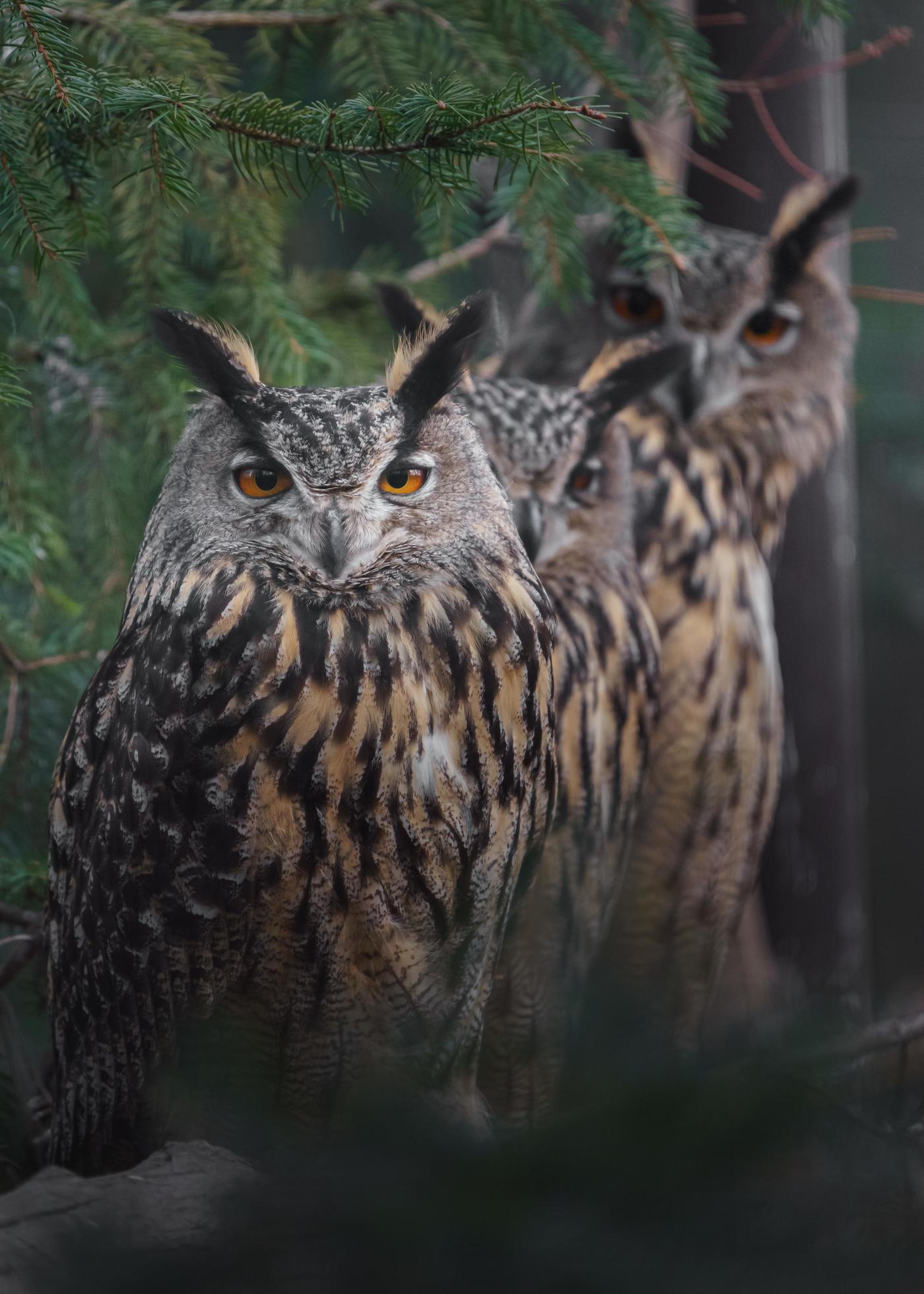 1400x1960 Eurasian eagle owl