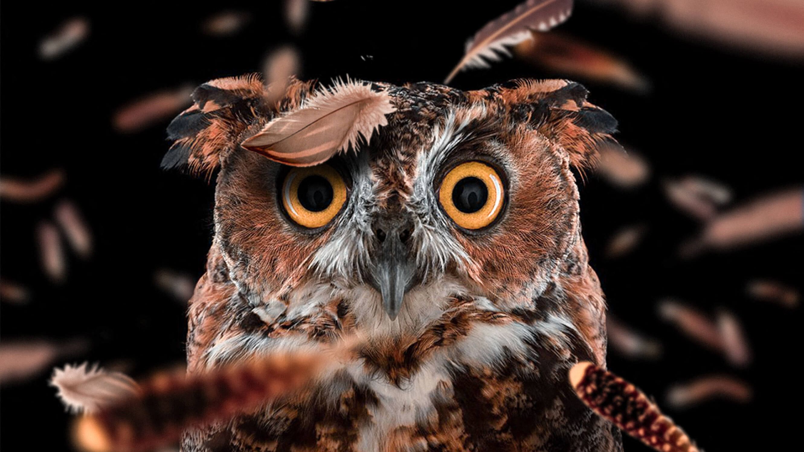 2662x1498 Eurasian Eagle Owl Wallpaper Free High Quality Background