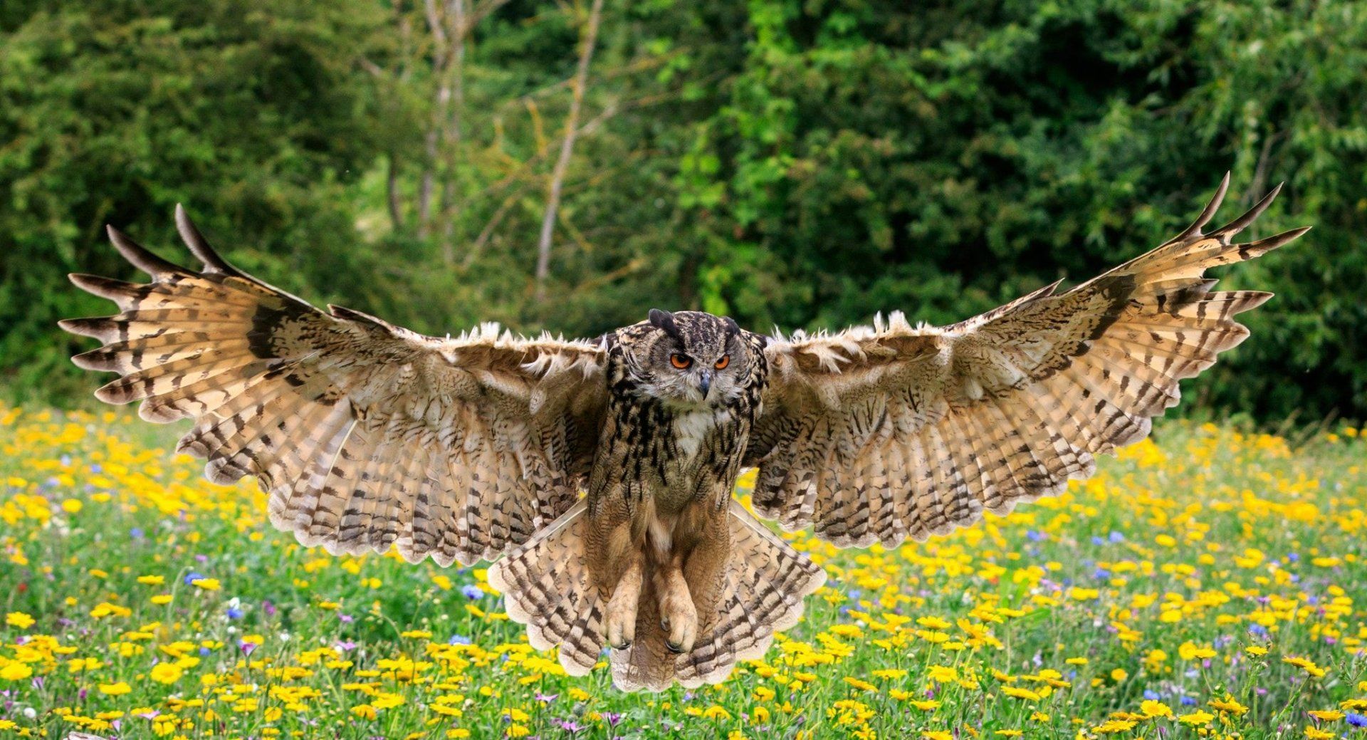 1920x1039 Majestic Eurasian Eagle Owl