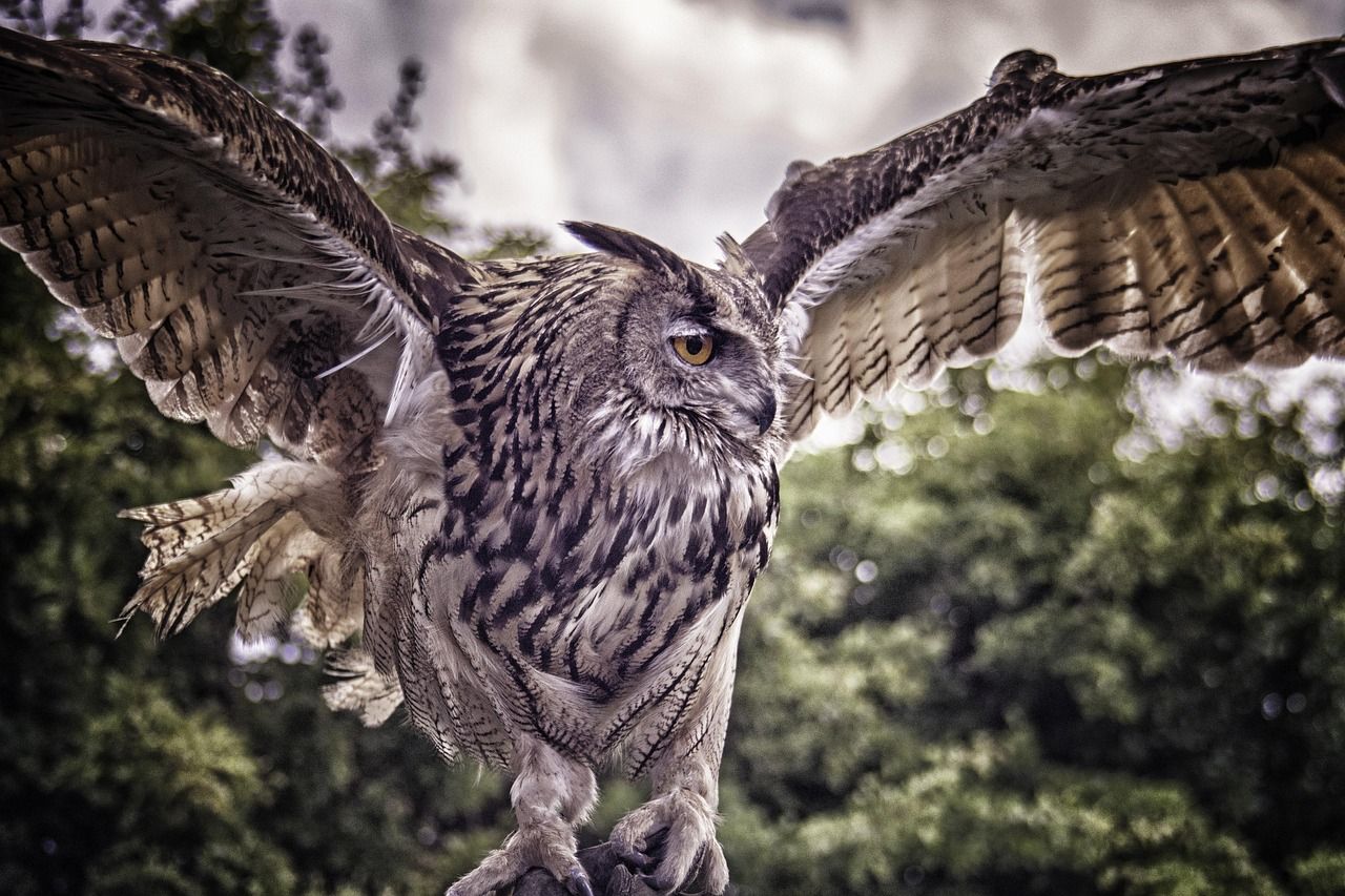 1280x853 Eagle Owl Bird Nature