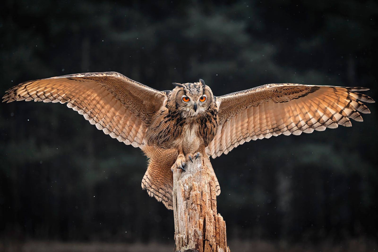 1600x1067 Eagle Eyes