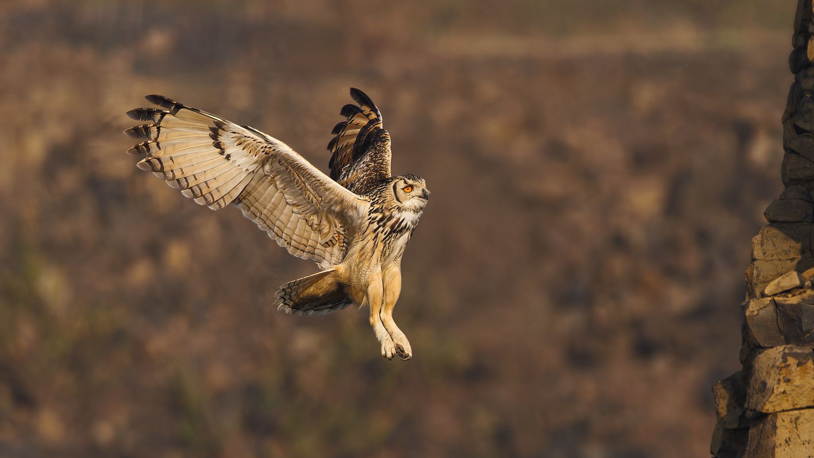 1600x900 A Rock Eagle Owl flying to a ledge. Reflecting on I'm