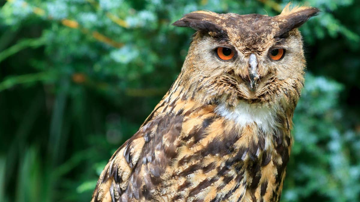 1200x675 Eurasian Eagle Owls: Information, Picture And Conservation
