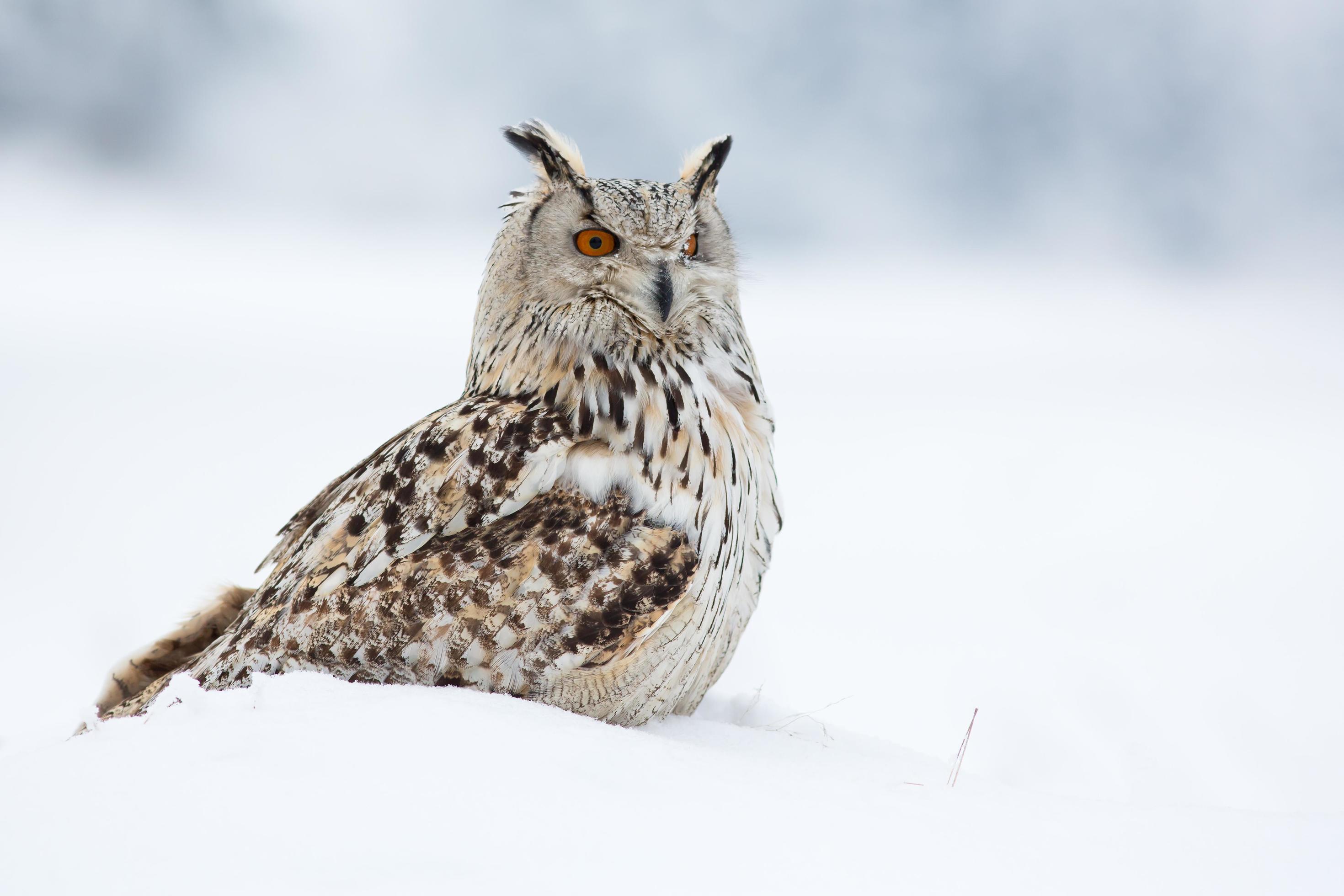 2940x1960 Siberian eagle owl