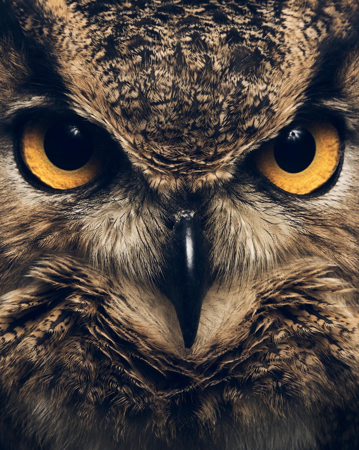 1500x1876 Eurasian Eagle Owl