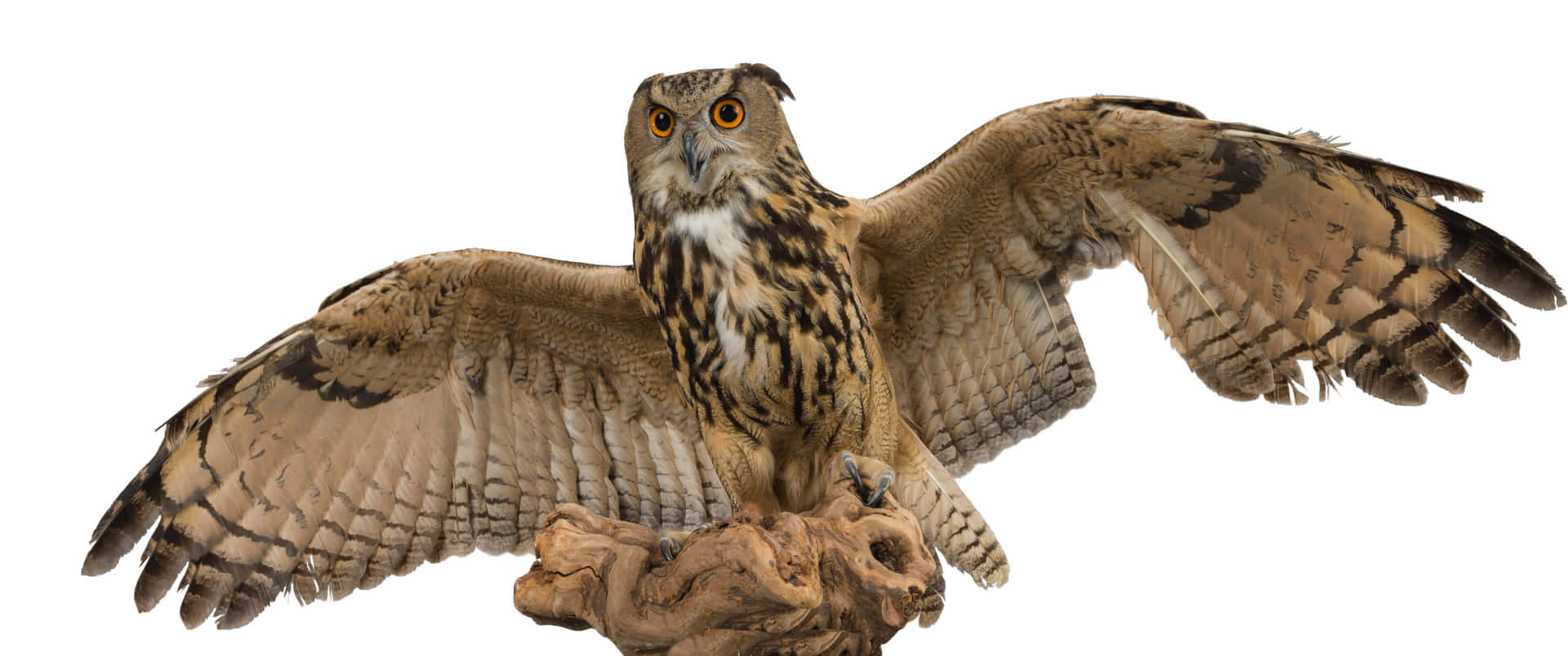 1920x804 Download 3440x1440 Animal Eurasian Eagle Owl Wallpaper