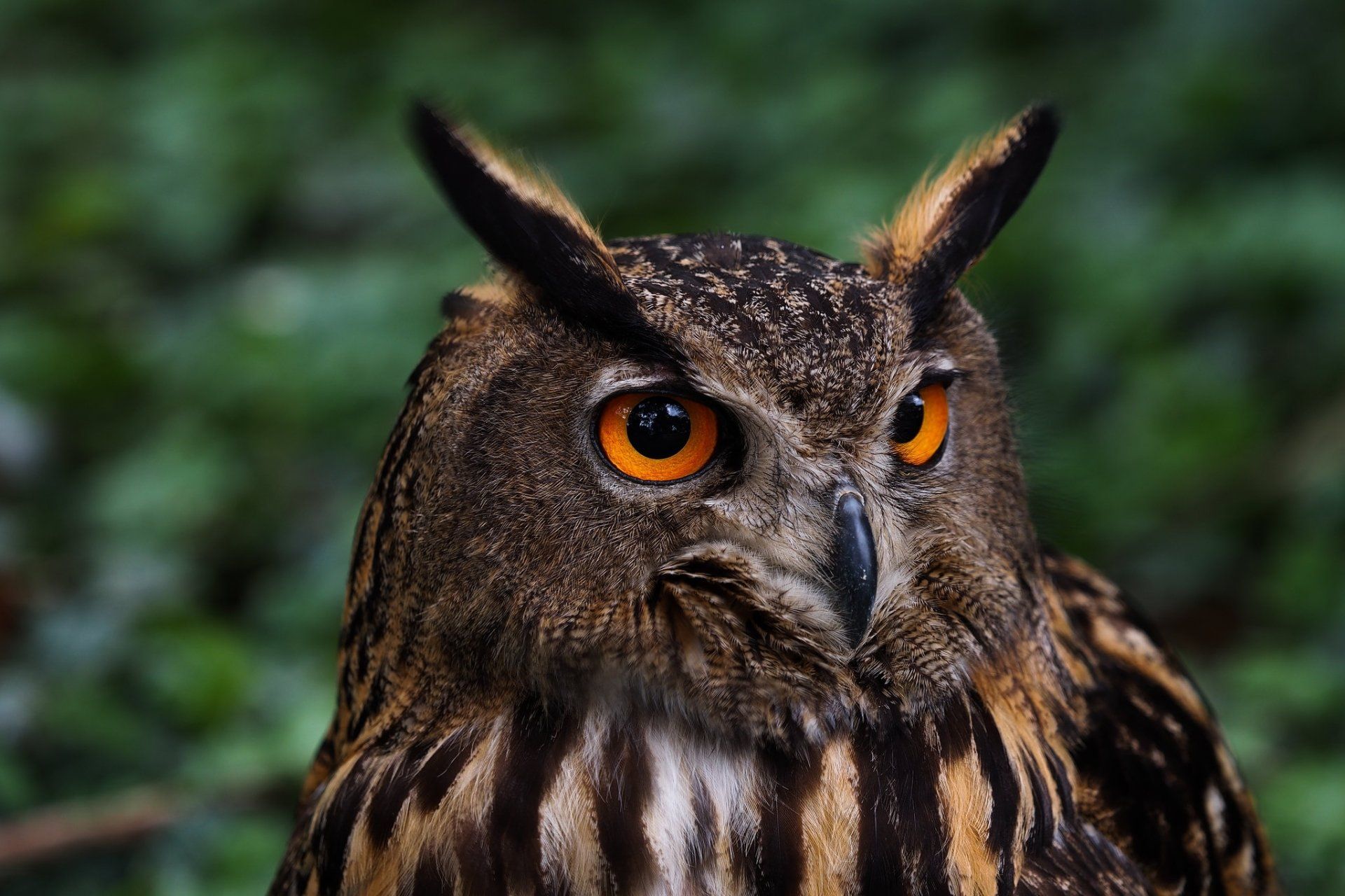 1920x1280 Eurasian Eagle Owl