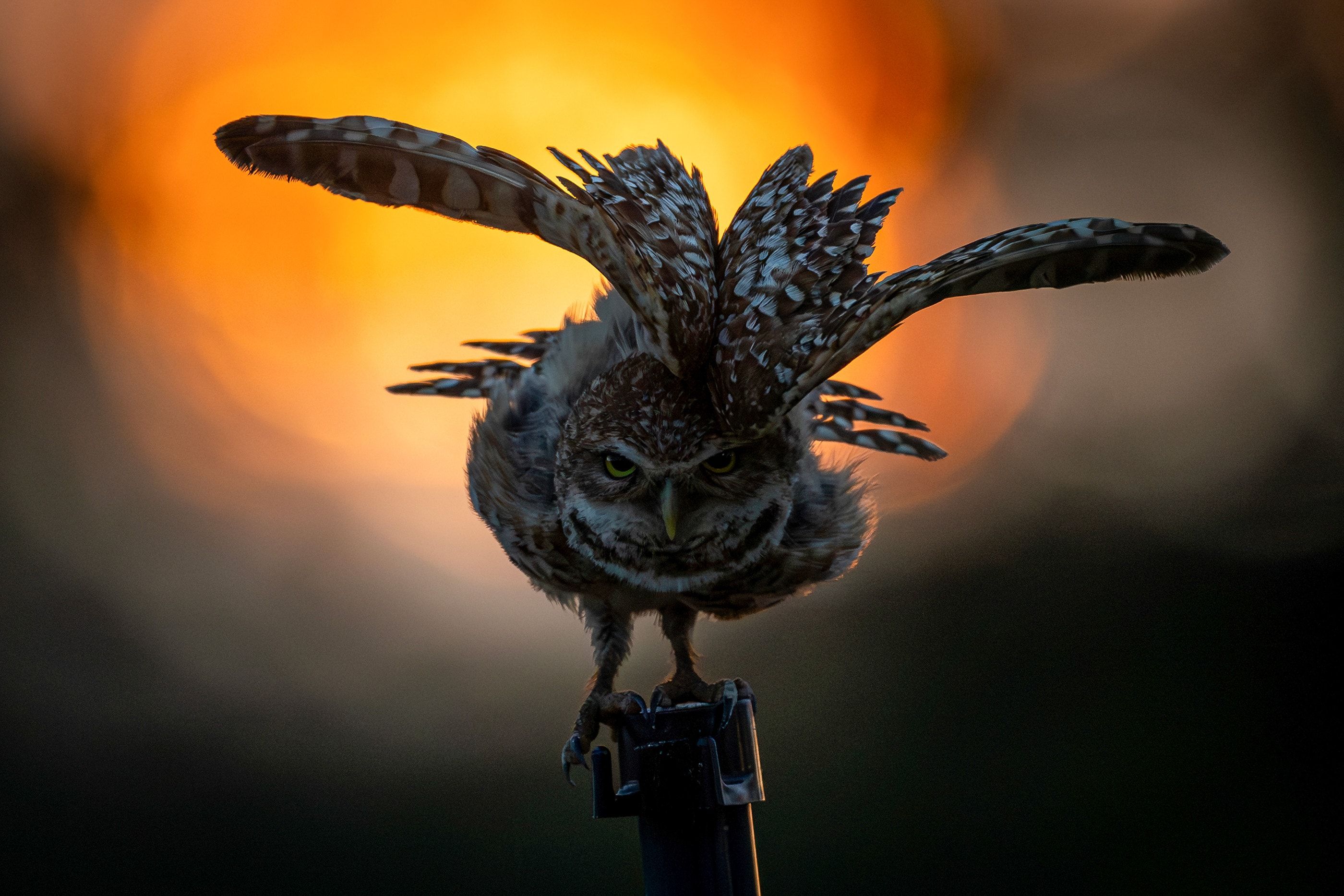 2800x1867 Photo of Owls That Will Make You Shriek (with Delight)