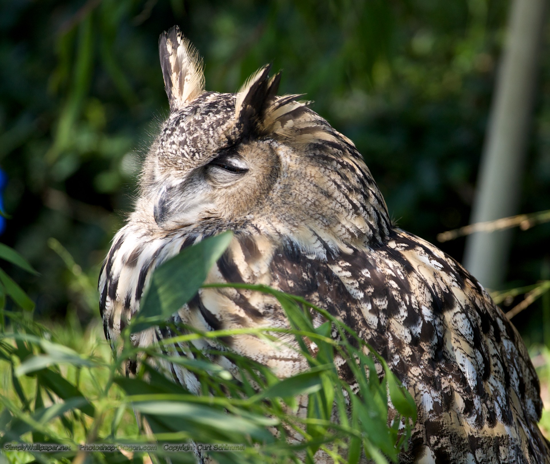 1920x1620 Eagle Owl Desktop Wallpaper